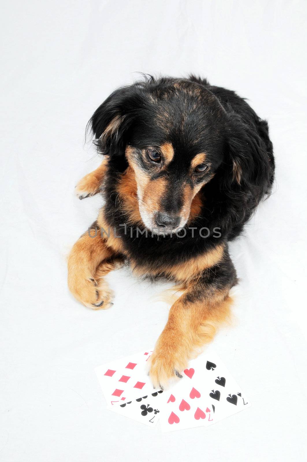 Poker Dog by underworld