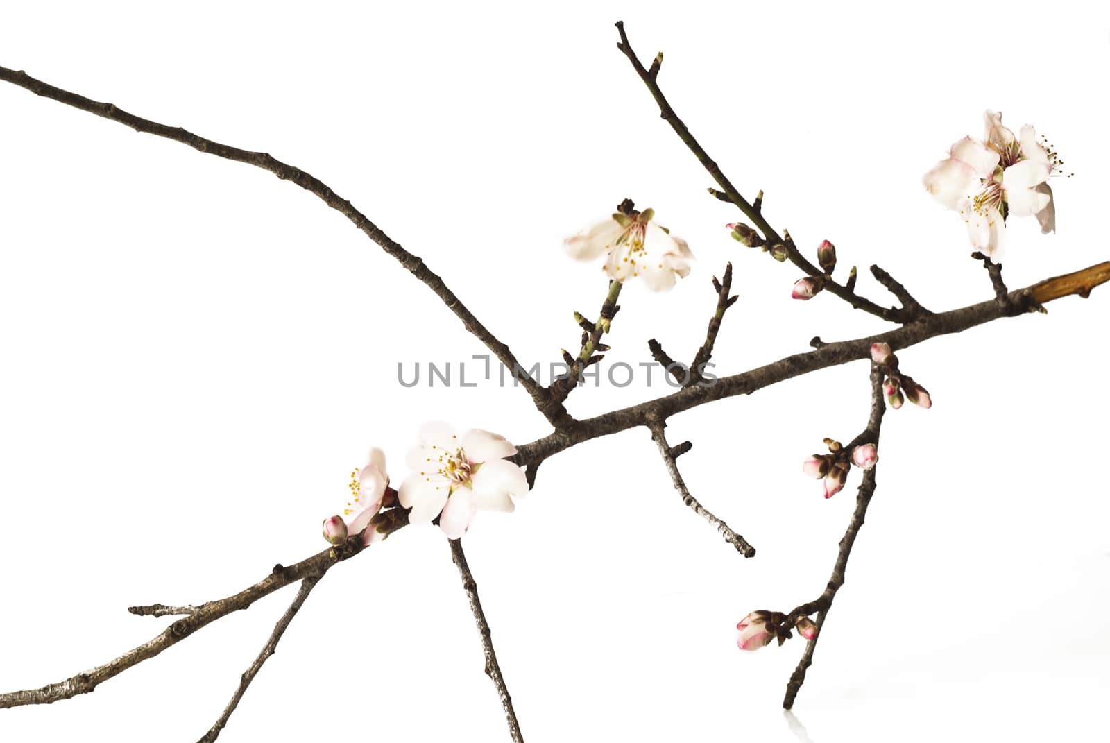 The almond tree pink flowers with branches by gandolfocannatella
