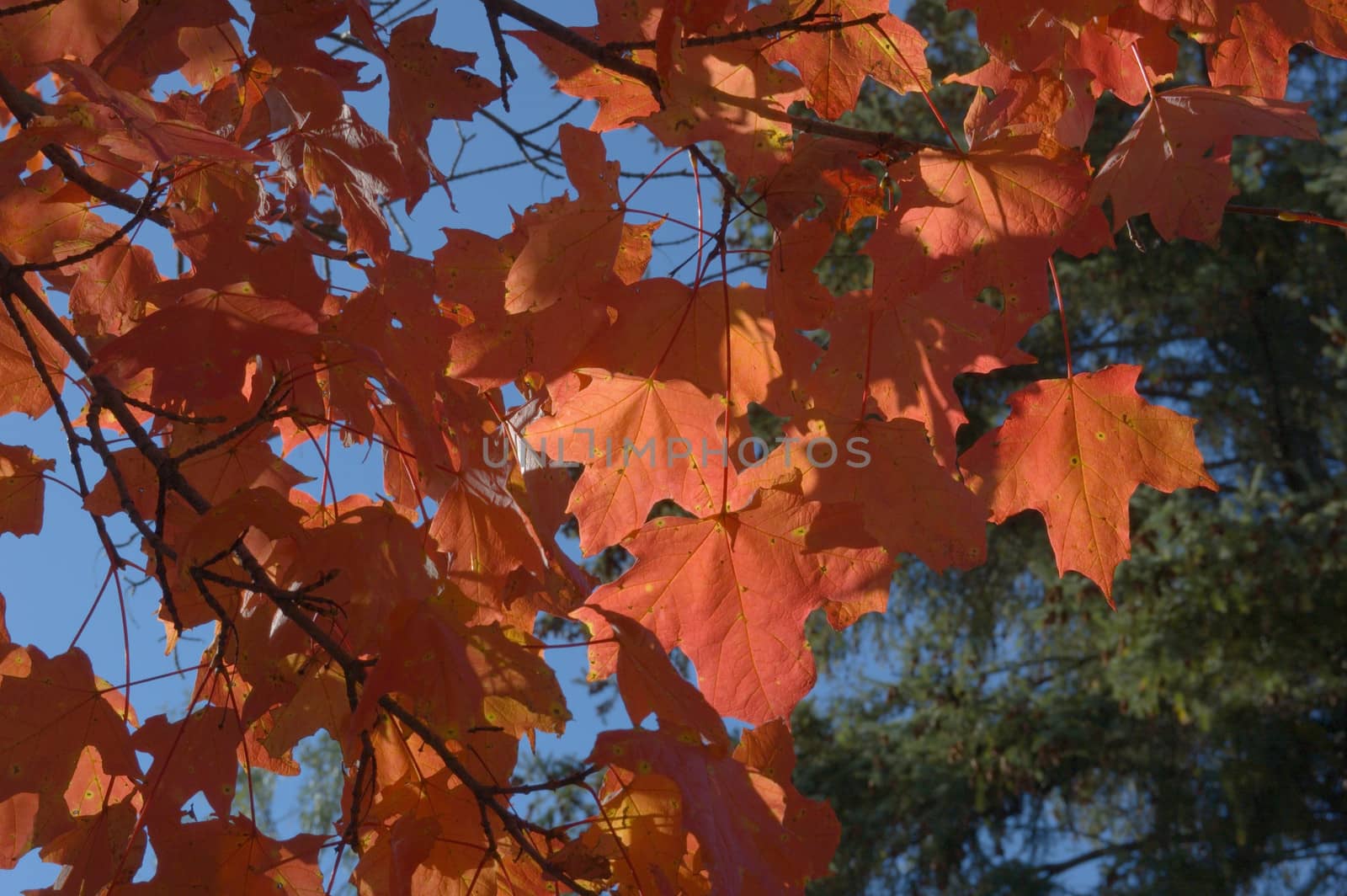 Fall's colorful tree in park. Toronto