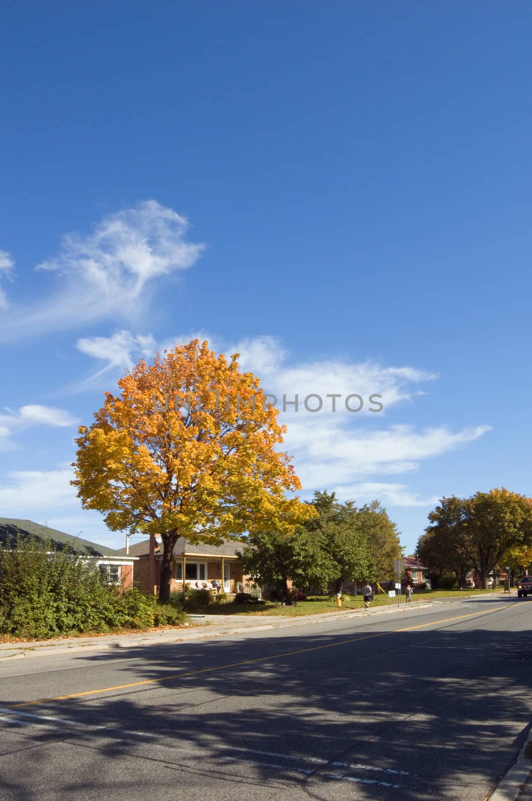 small street of Toronto in fall season