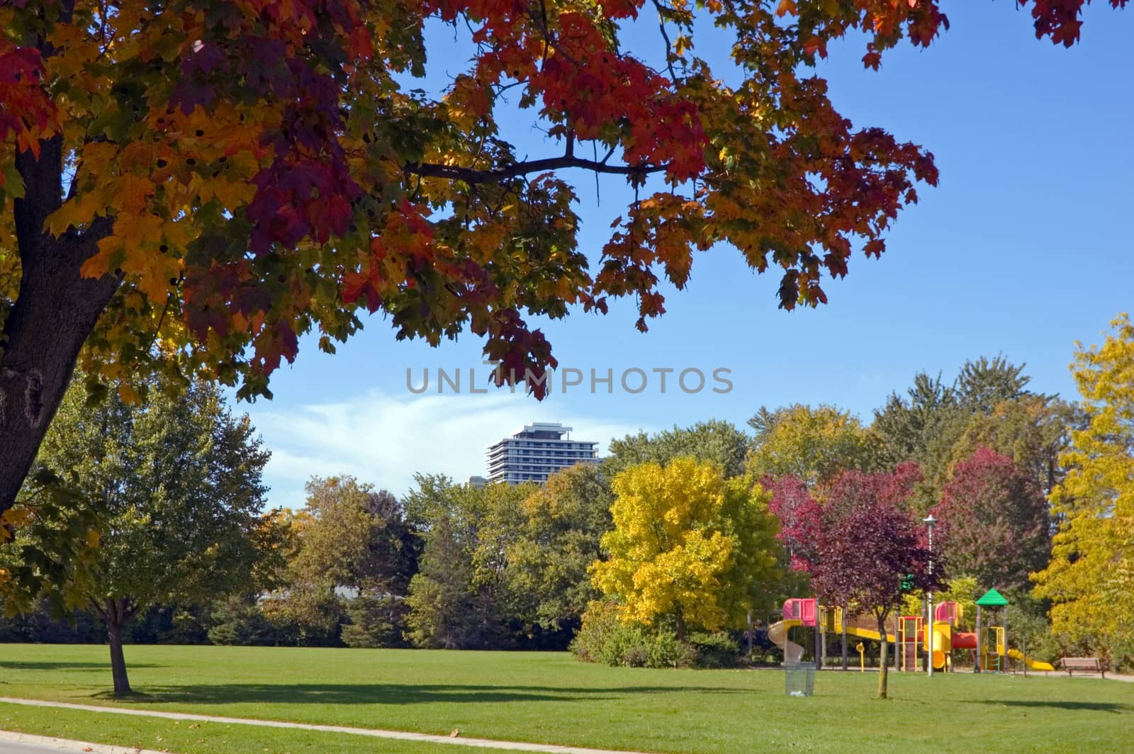 Tree with yellow leaves at quiet city street