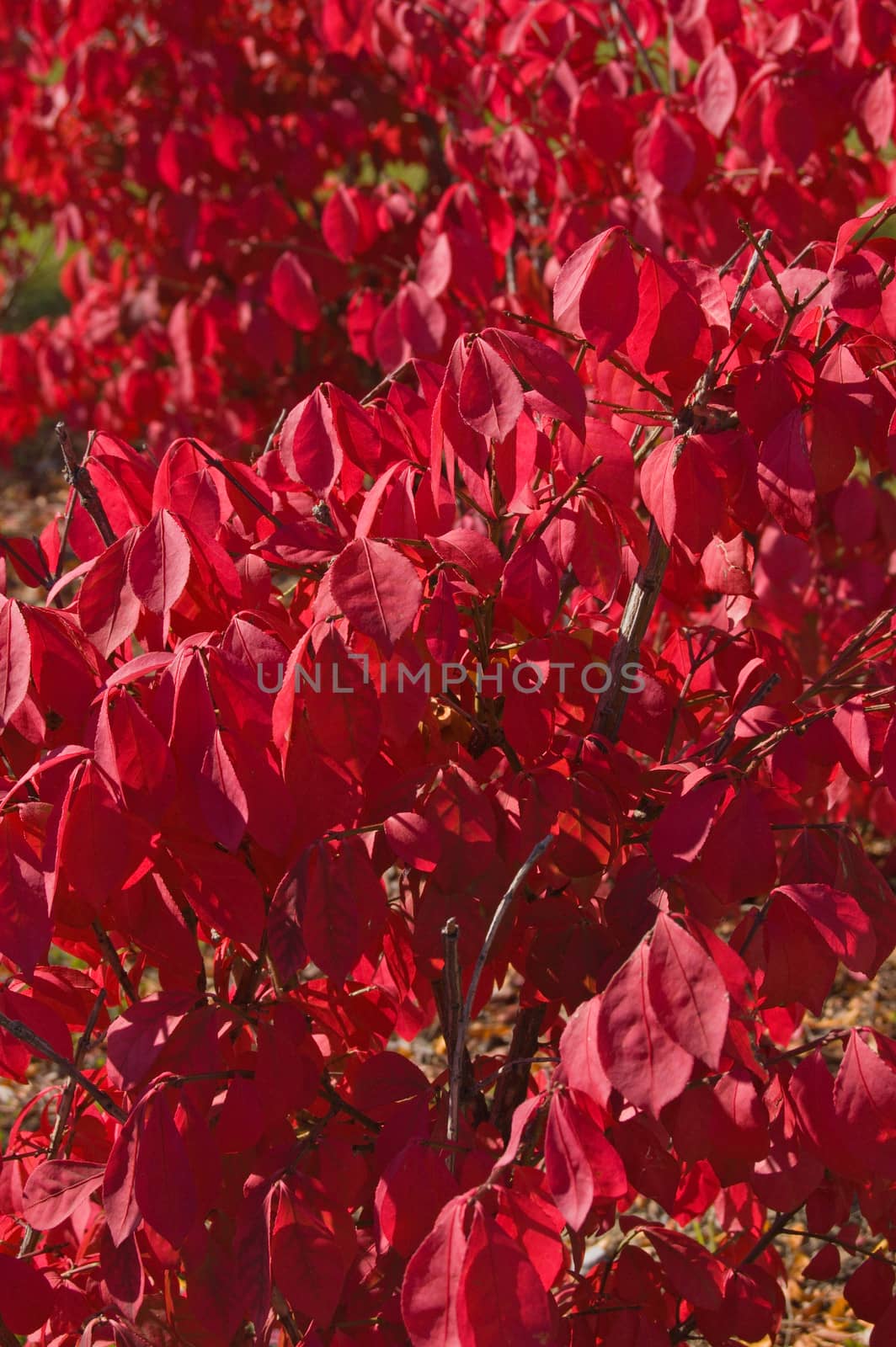 Fall's colorful tree in park. Toronto