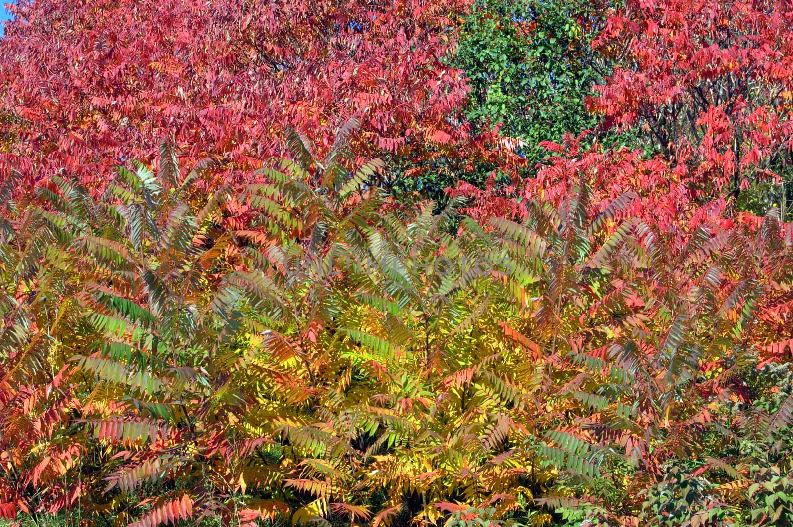 colorful trees in one of Toronto park