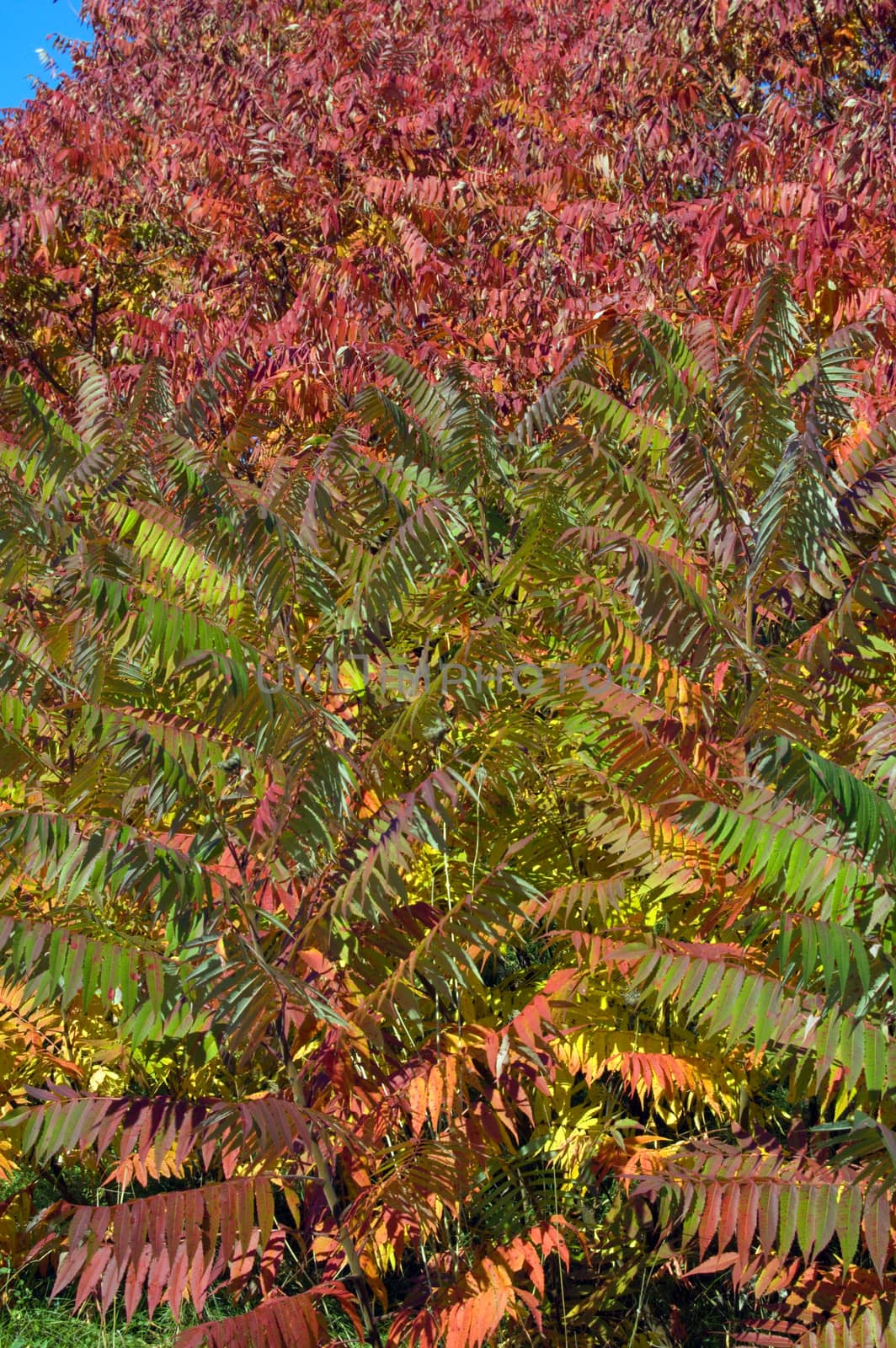  colorful trees in one of Toronto park