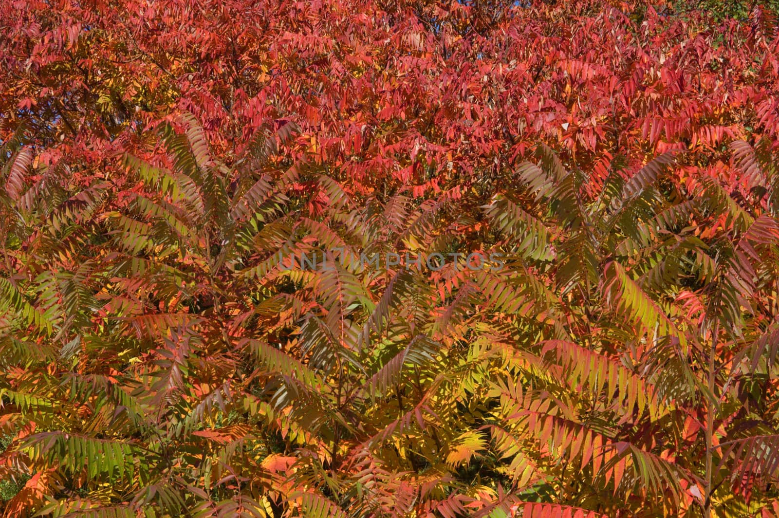 Colorful leaves in fall's sunny day