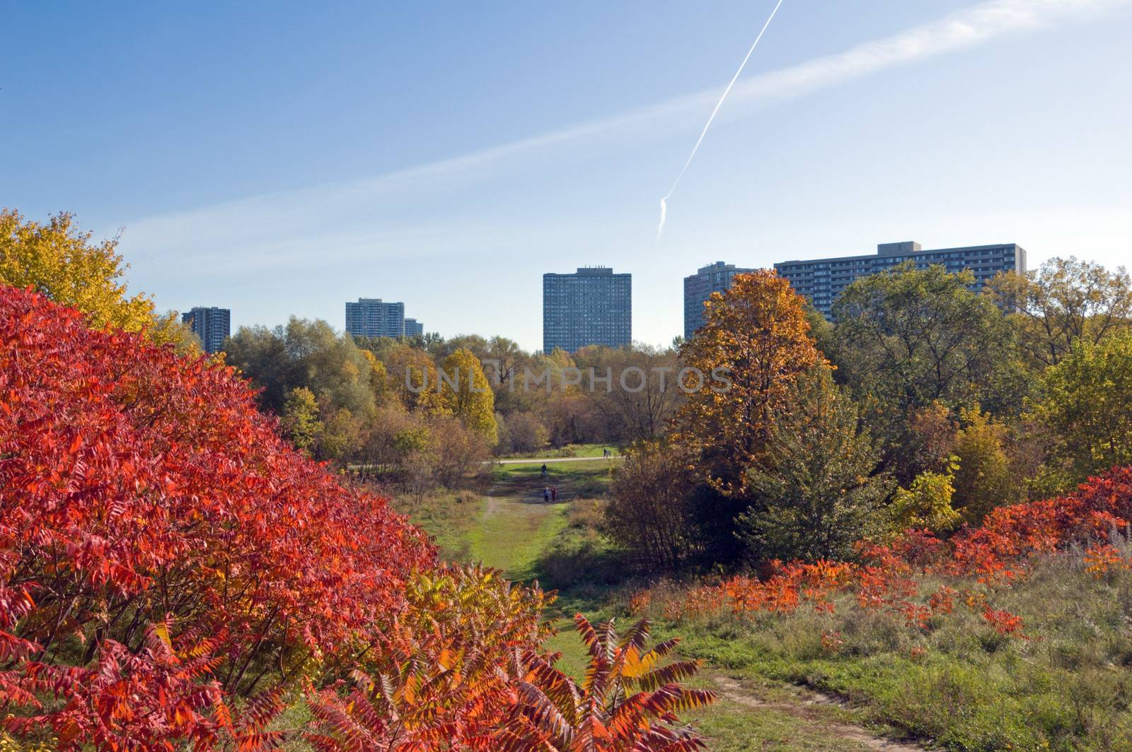 Green grass and colorful trees in one of Toronto park
