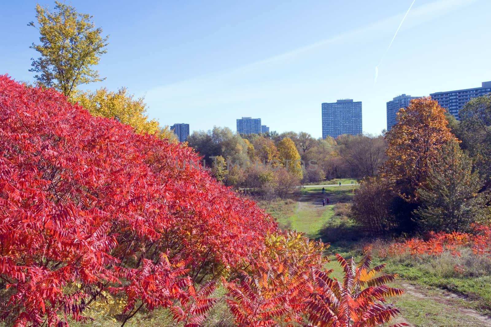 Green grass and colorful trees in one of Toronto park