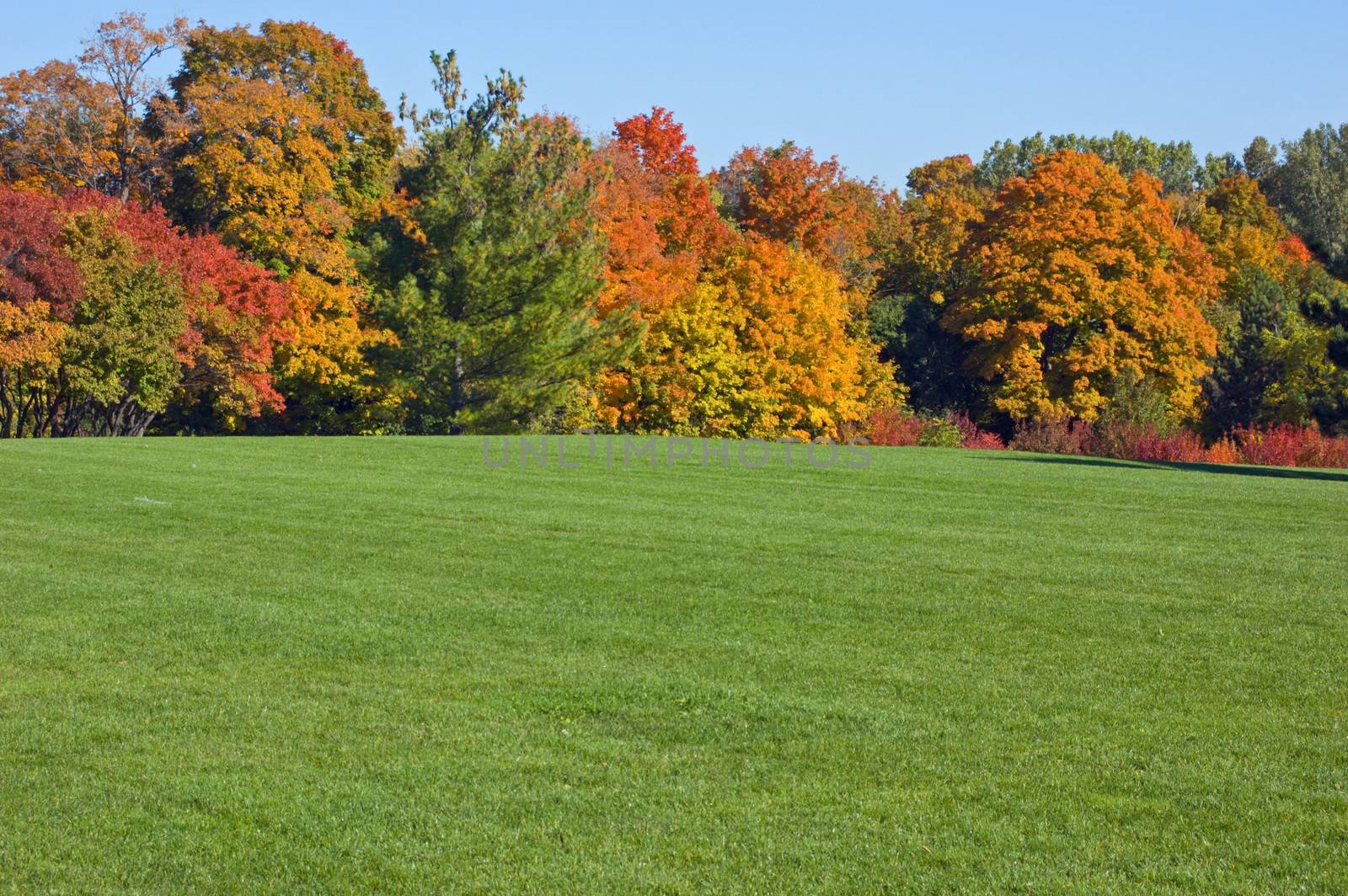 Green grass and colorful trees in one of Toronto park
