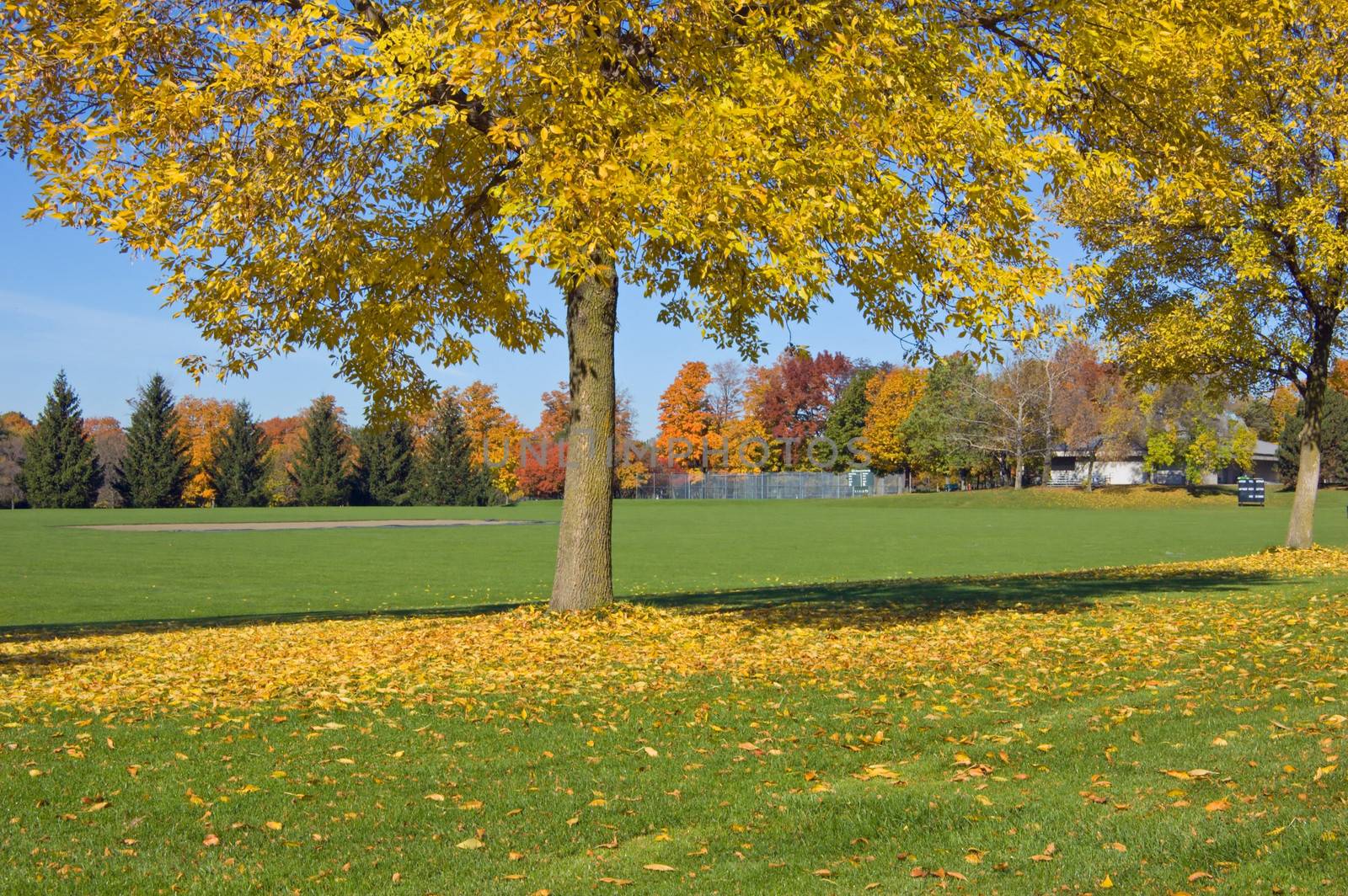 Green grass and colorful trees in one of Toronto park