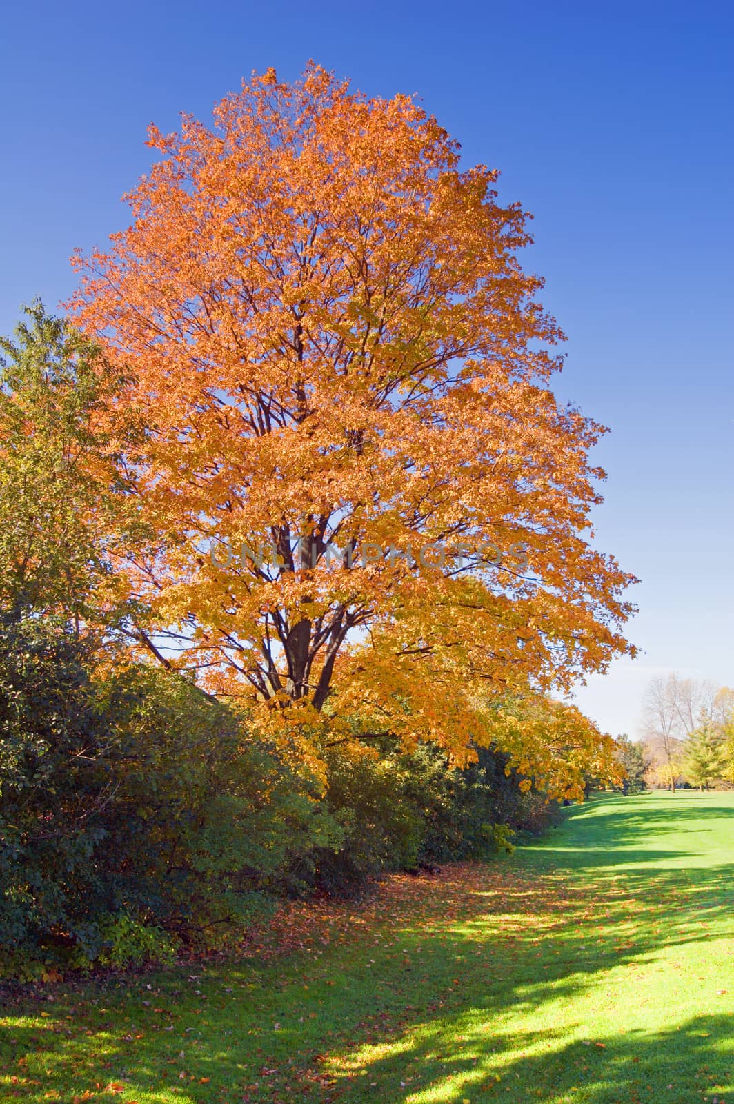 Green grass and colorful trees in one of Toronto park