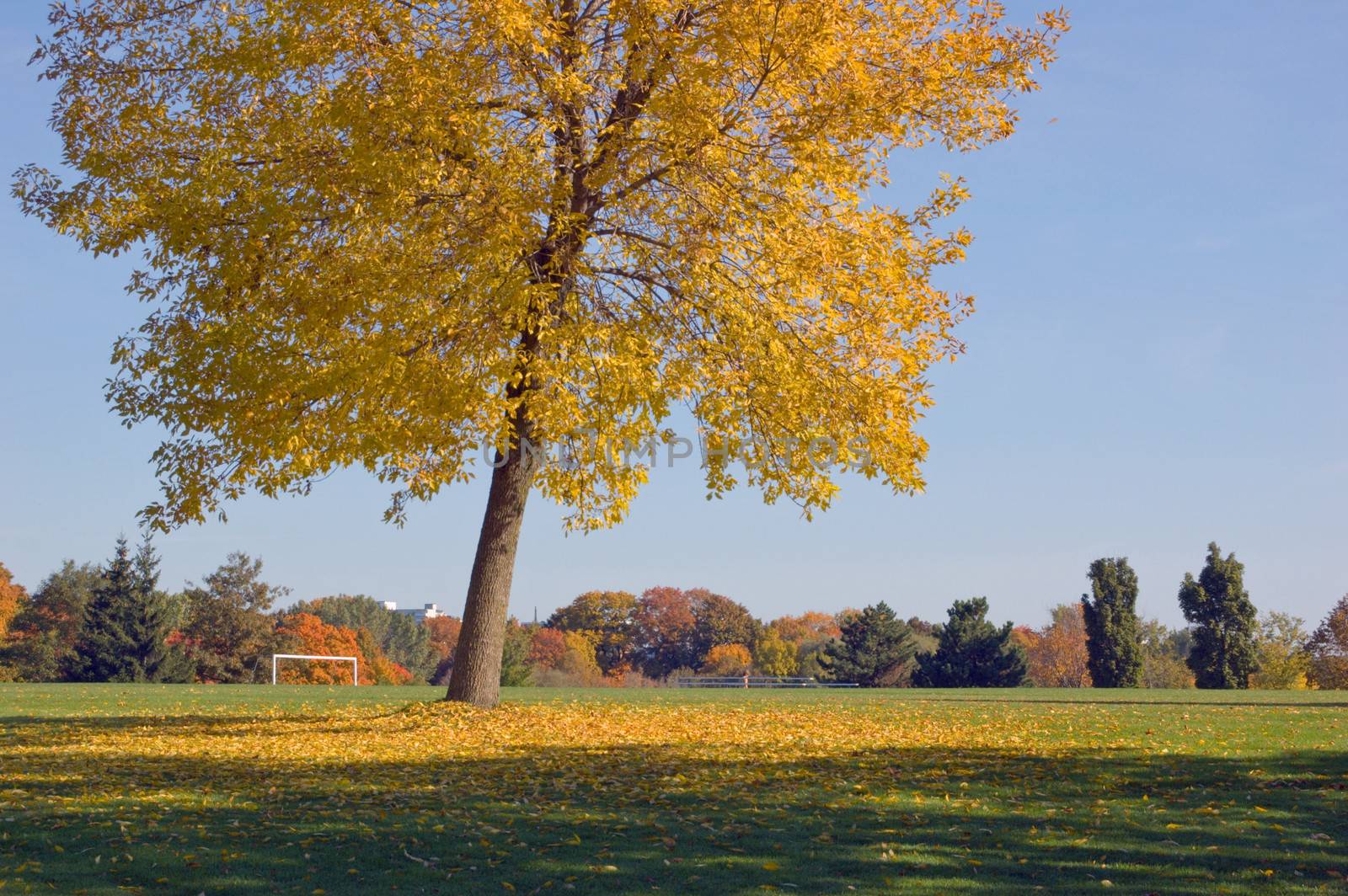 Green grass and colorful trees in one of Toronto park
