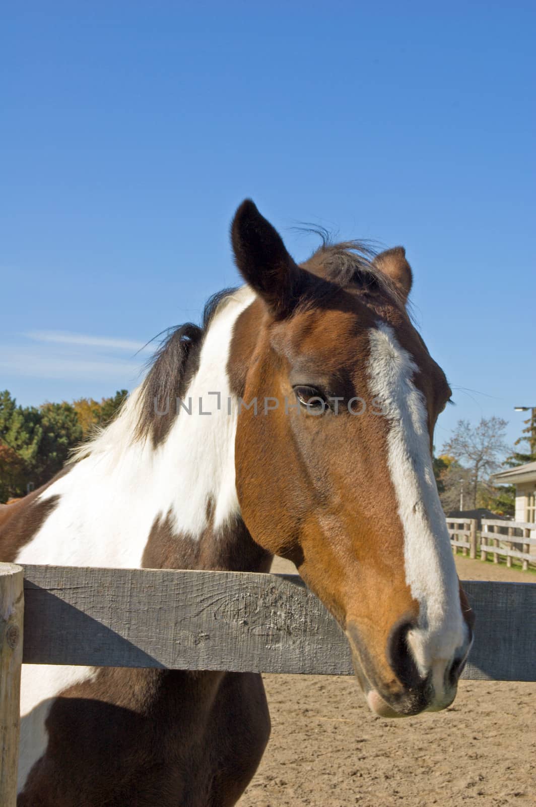 Horse head in blue sky background