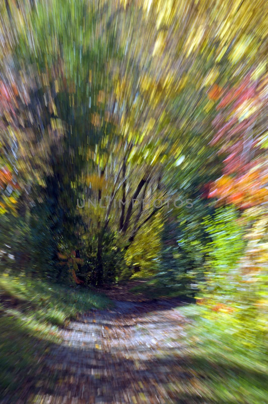 Effect of moving on path in fall's forest
