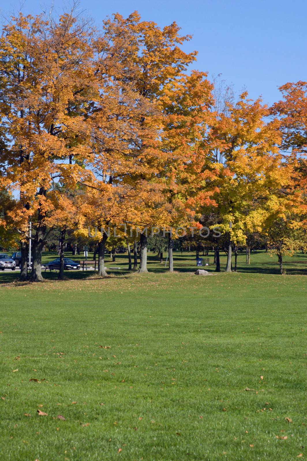 Green grass and colorful trees in one of Toronto park