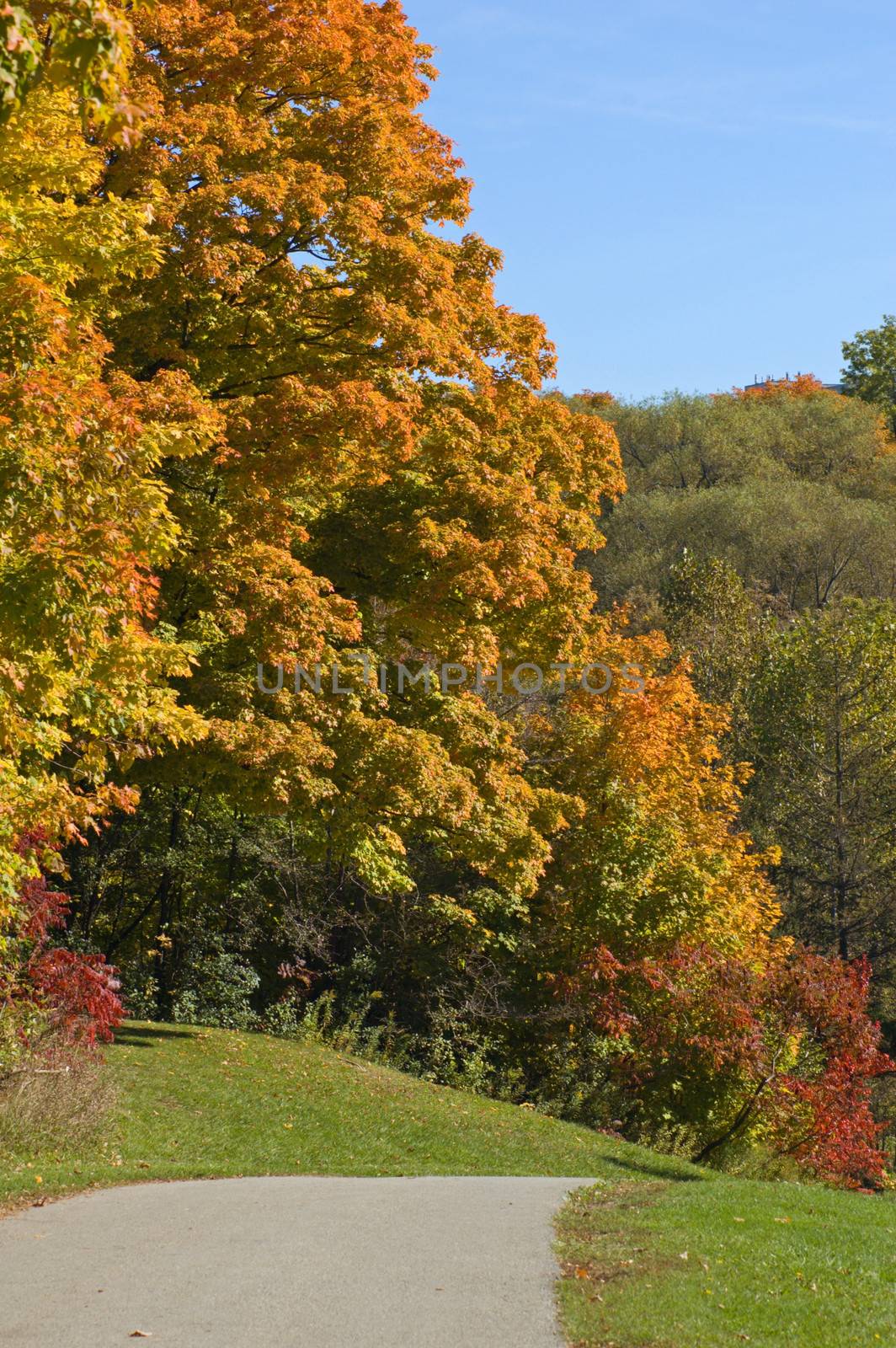 Path in park between colorful trees
