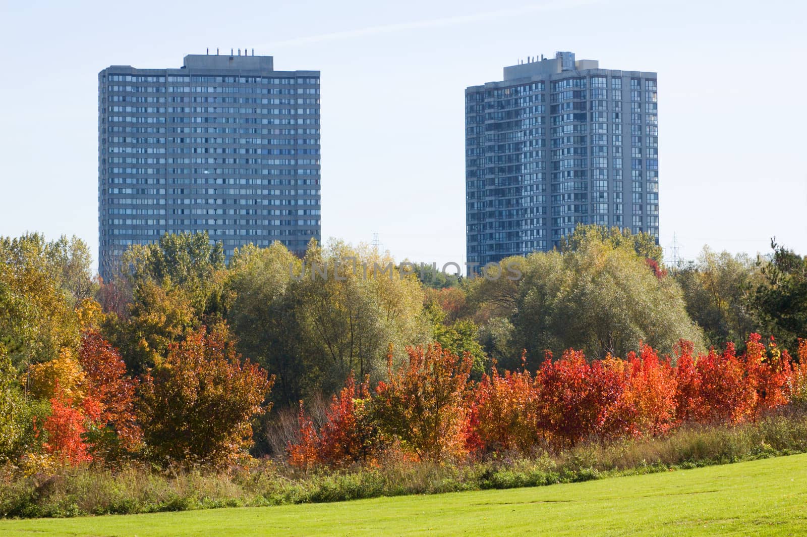 Green grass and colorful trees in one of Toronto park