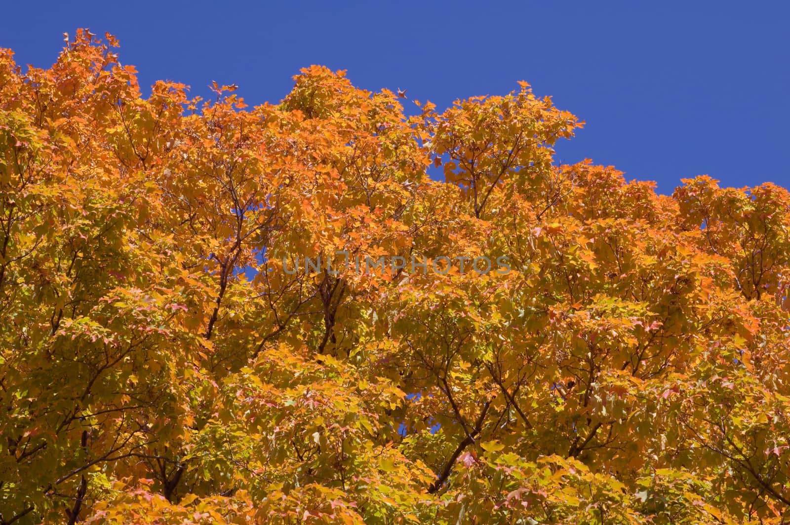 colorful trees in one of Toronto park