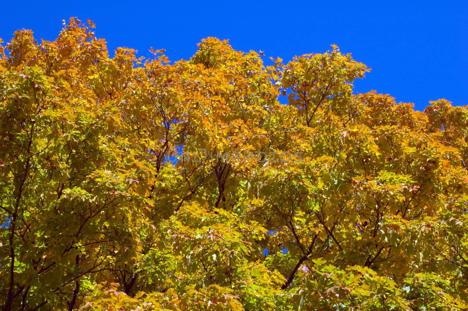 Fall's colorful tree in park. Toronto
