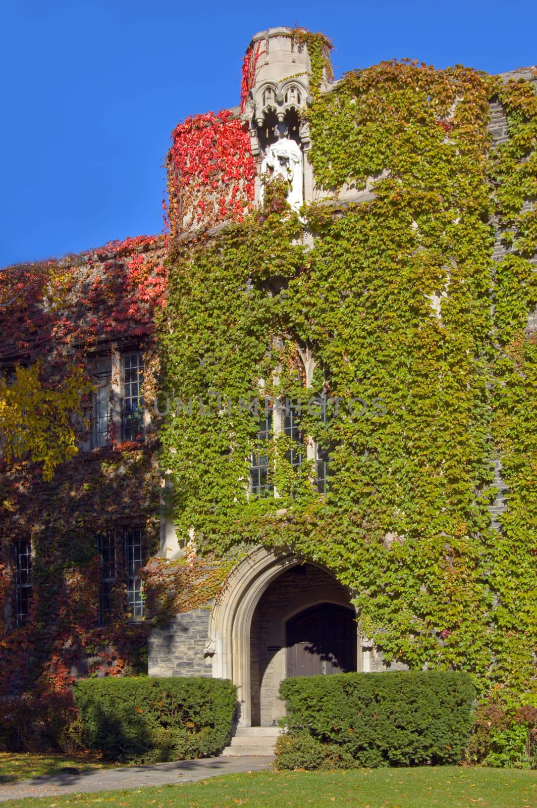 wall of old building, covered by ivy in sunlite
