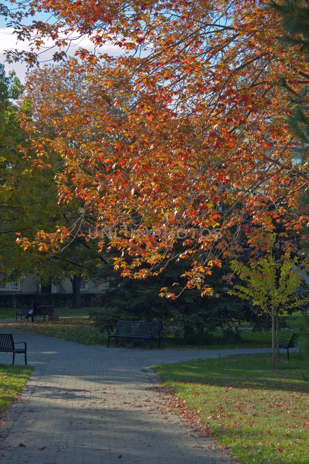 colorful trees in one of Toronto park