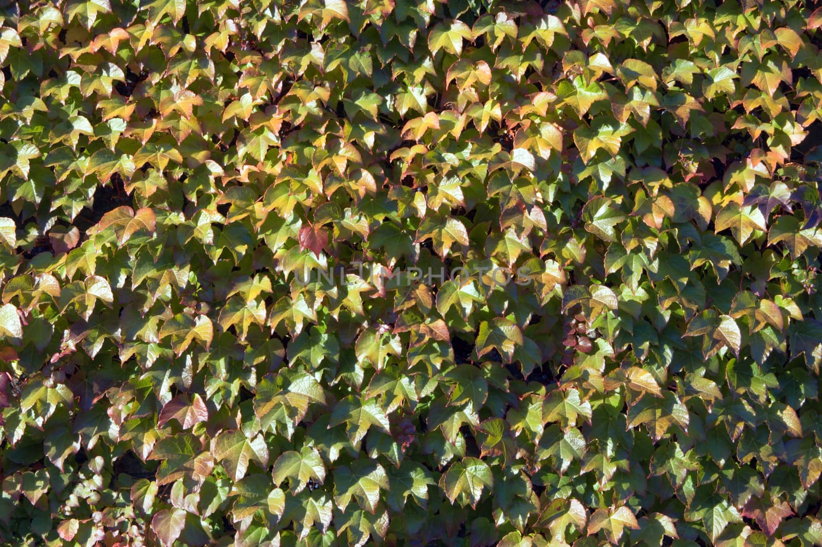 The wall of building covered by ivy leaves