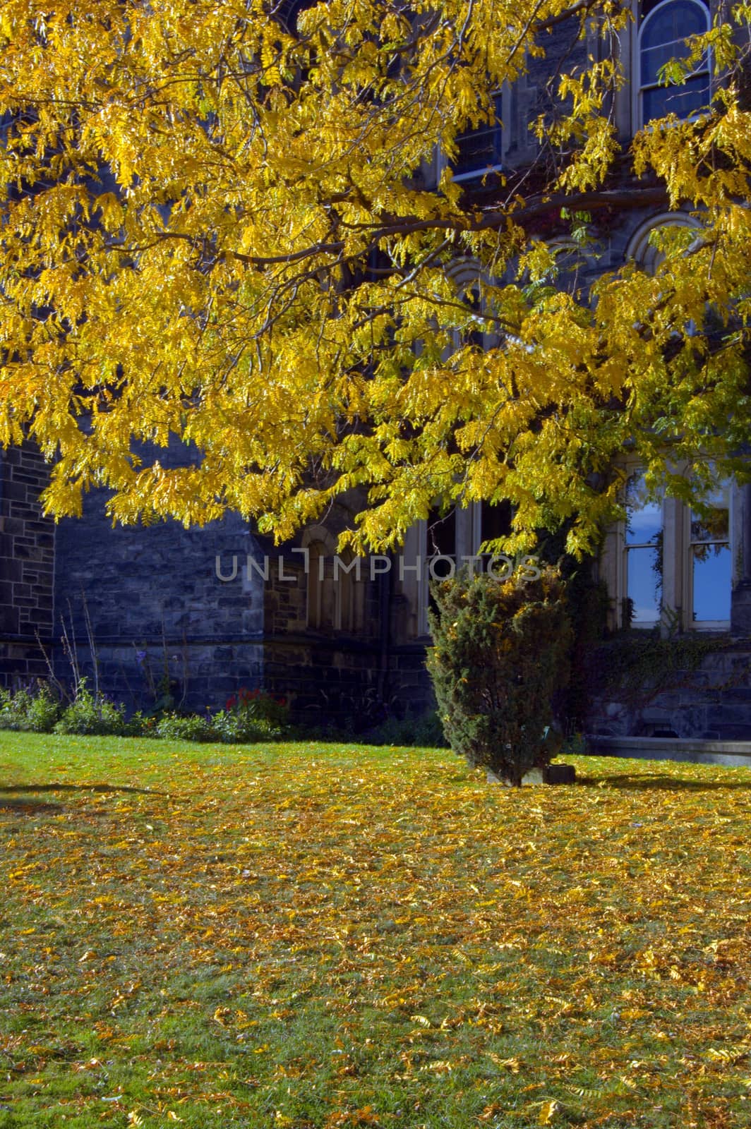 Tree with yellow leaves on green grass