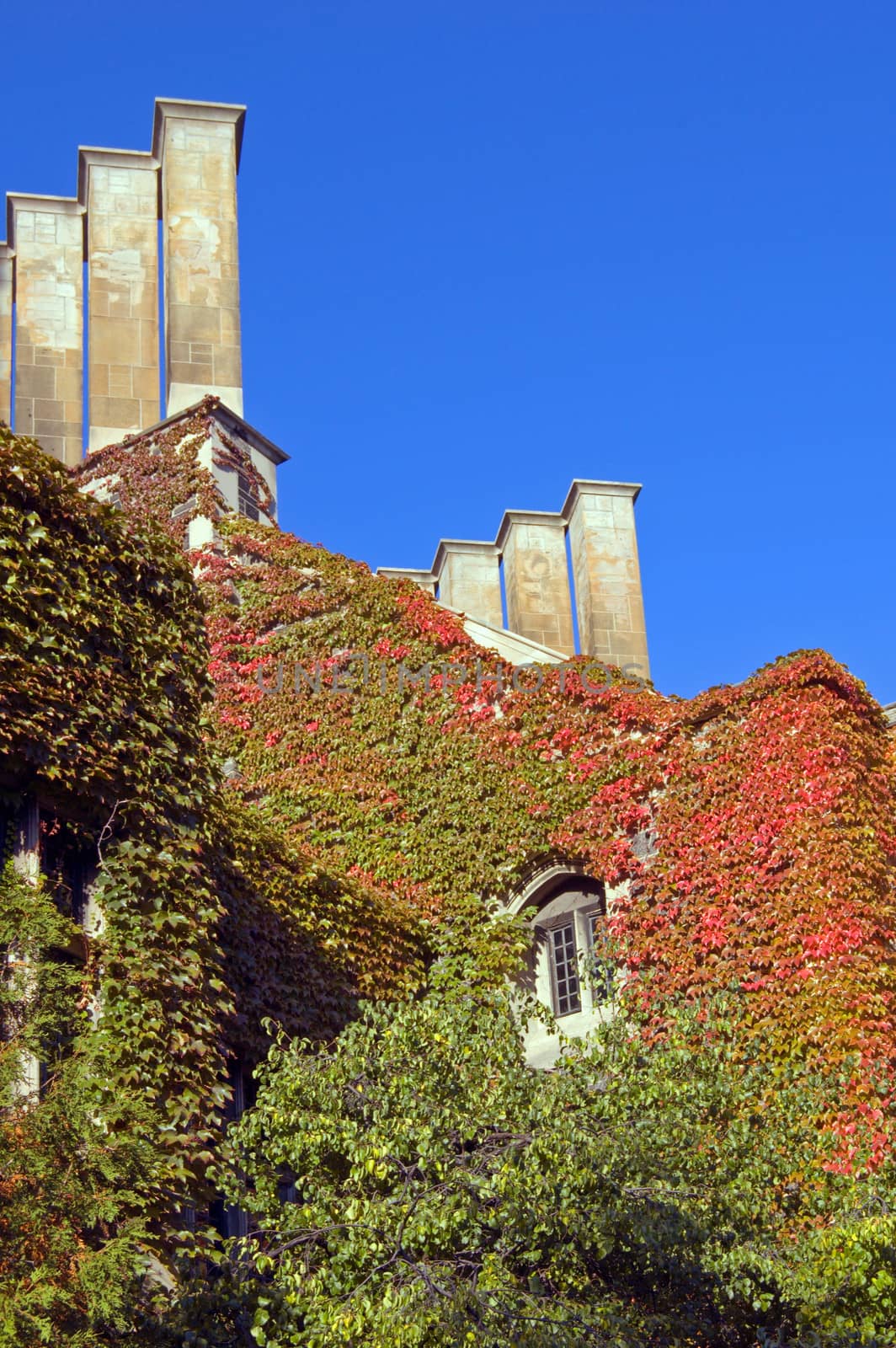 wall of old building, covered by ivy in sunlite