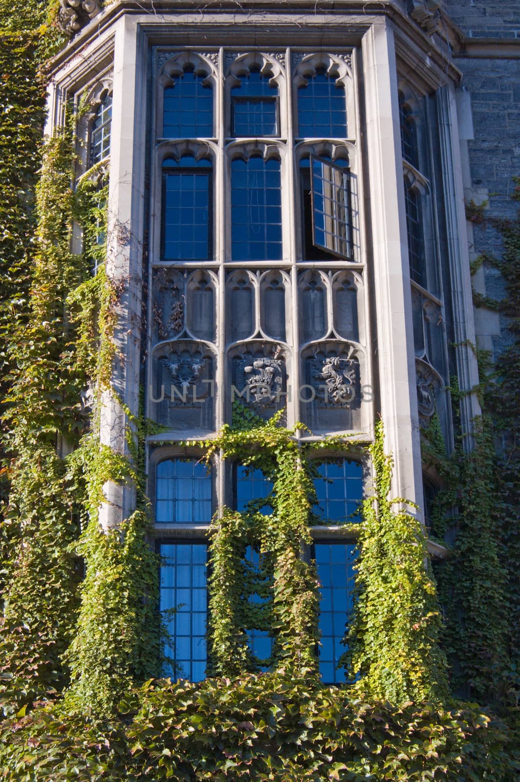 wall of old building, covered by ivy in sunlite