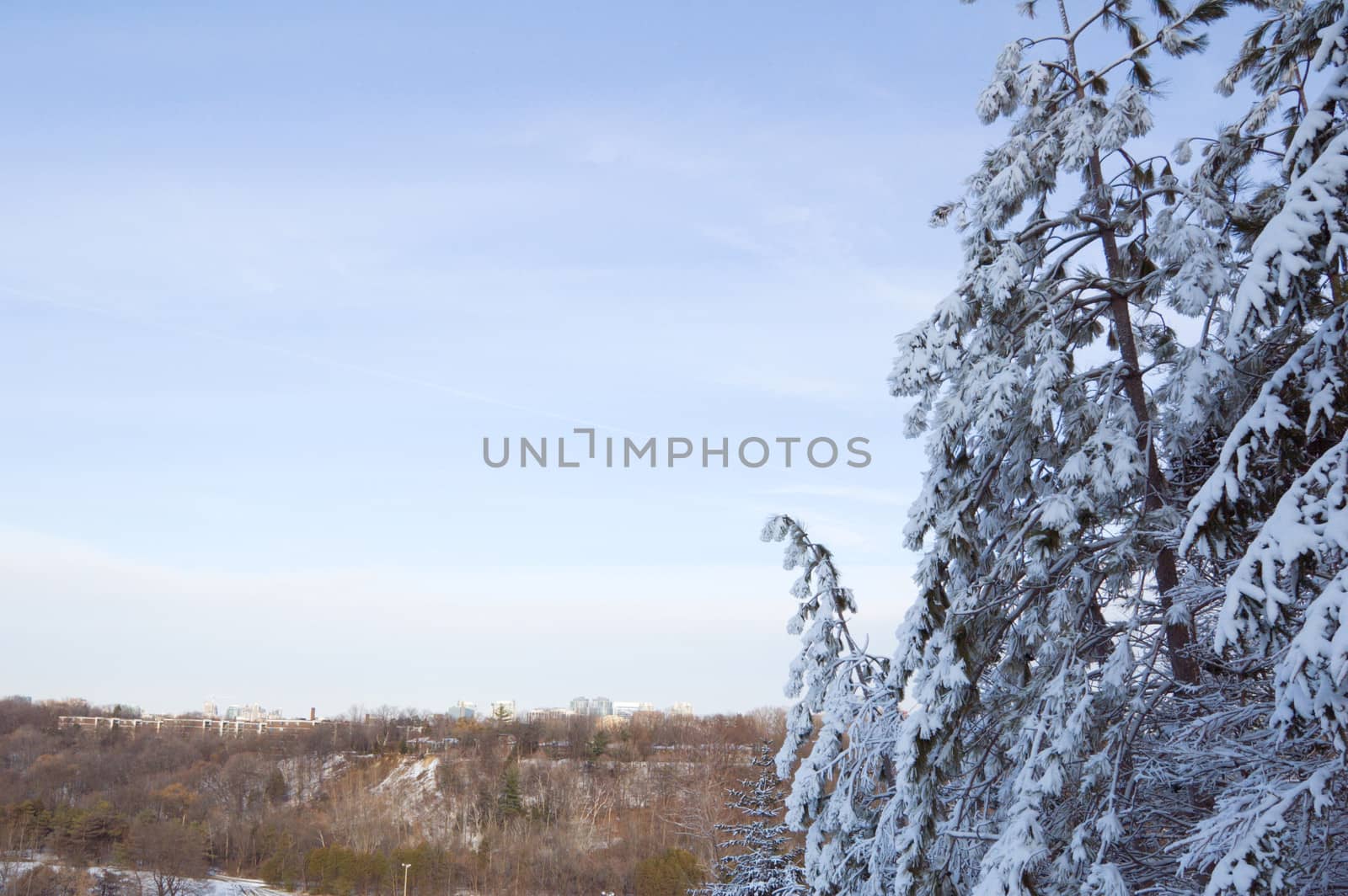 Snow pine tree on Toronto view background