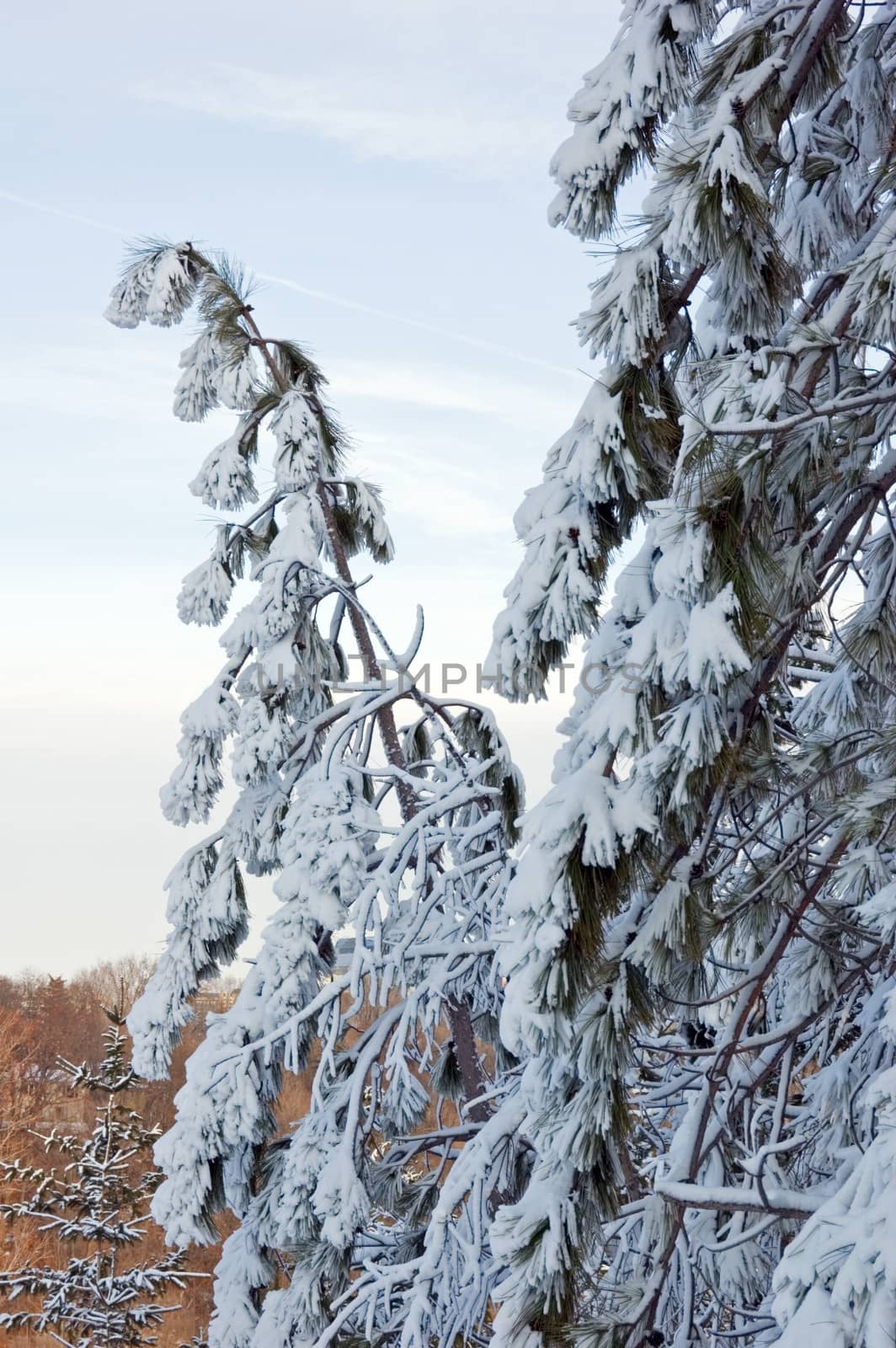 Snow pine tree on blue sky background