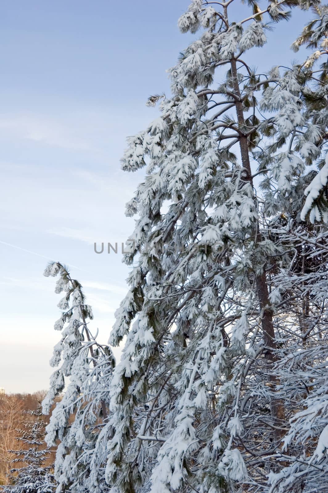 Snow pine tree on blue sky background
