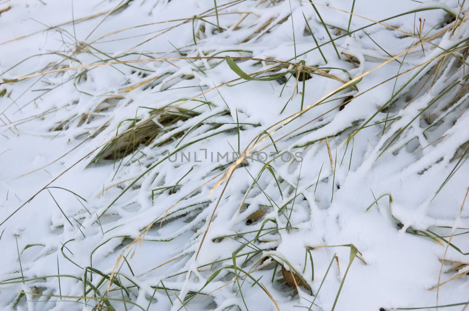 Sunlit dry blade on dark snow background
