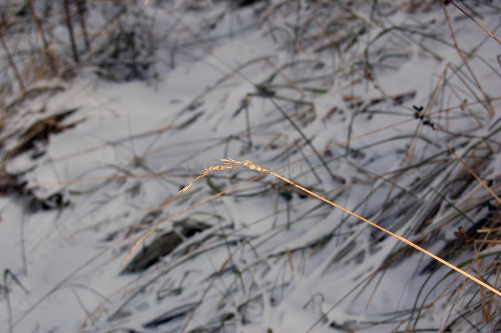 Sunlit dry blade on dark snoe background