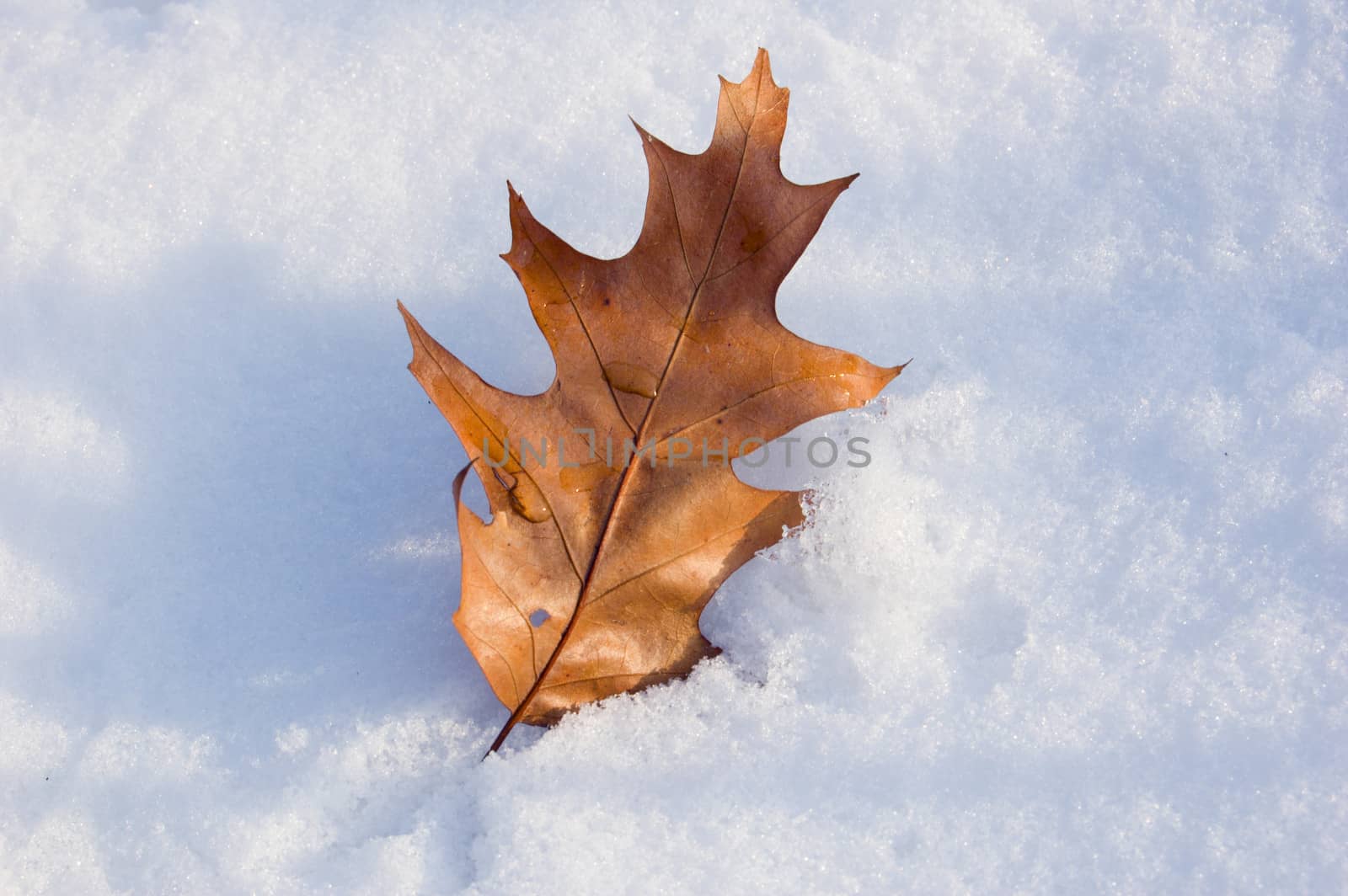 Dry sunlit oak leaf on snow