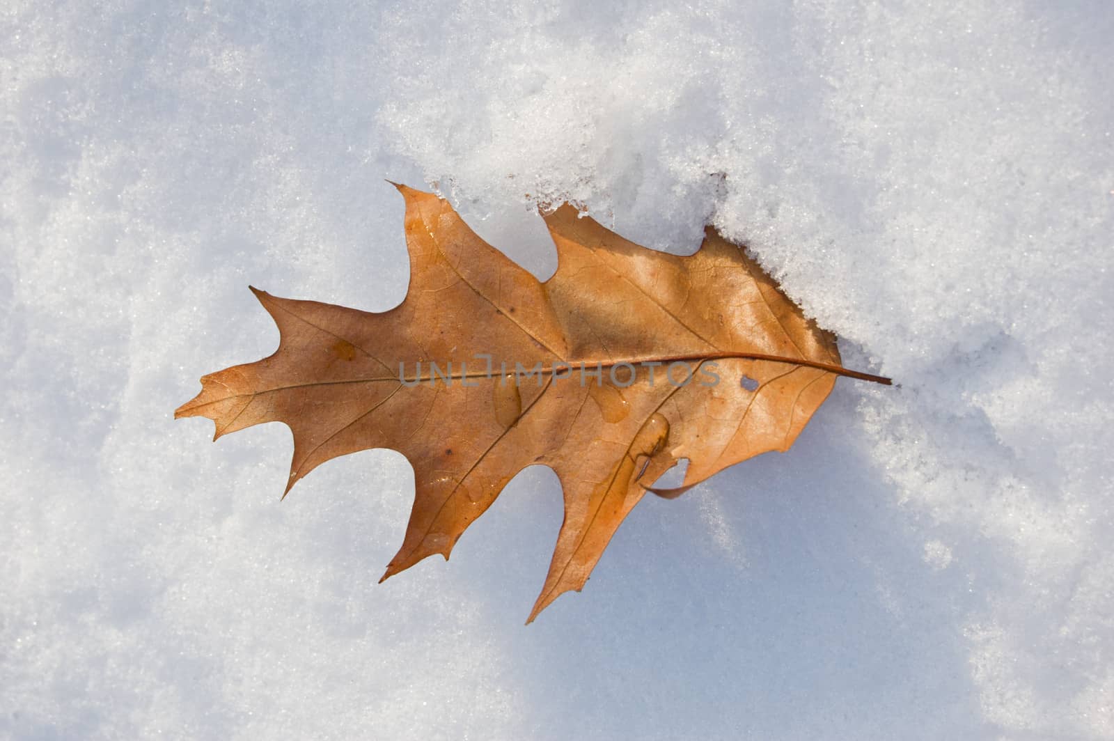 Dry oak leaf on snow in sunlit