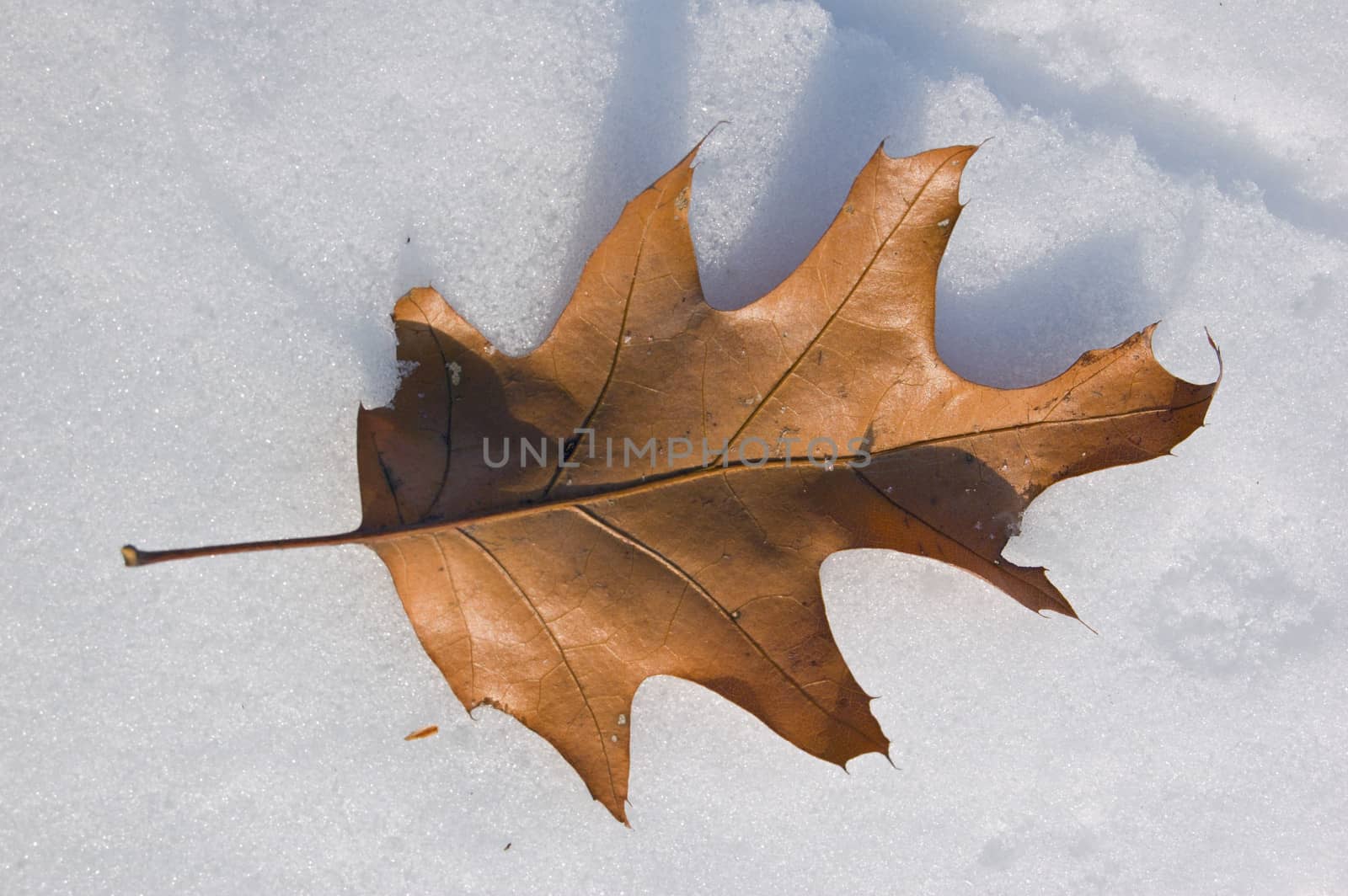 Dry sunlit oak leaf on snow