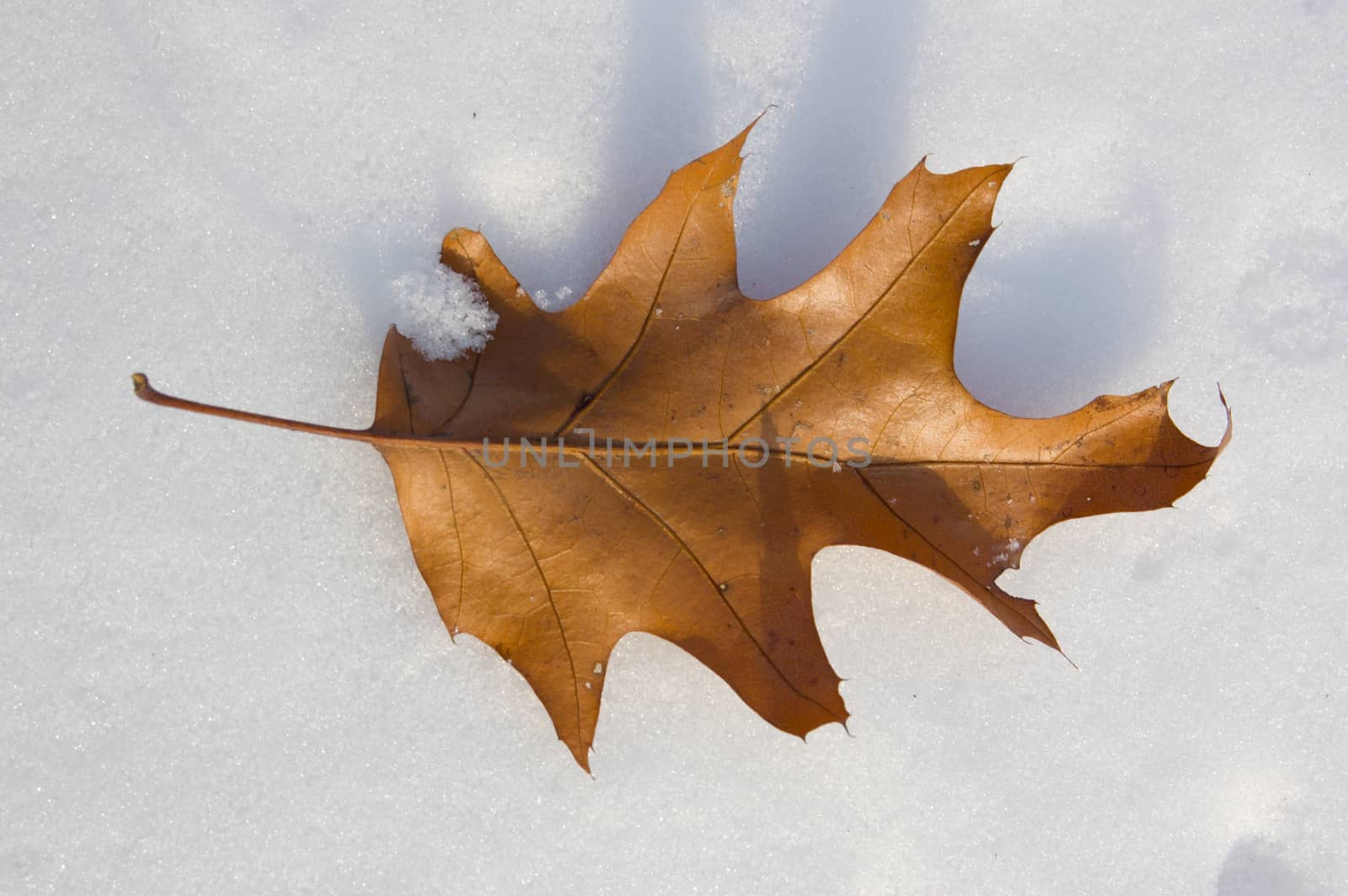 Dry sunlit oak leaf on snow
