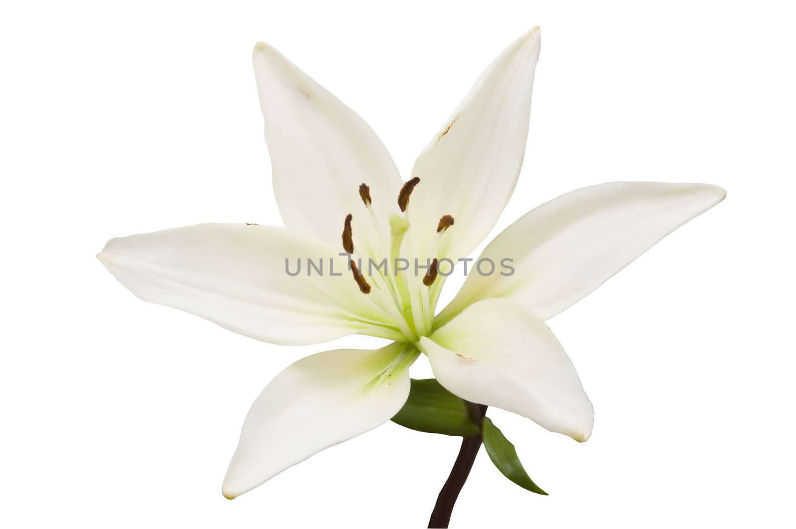 Isolated white and green lily on white background