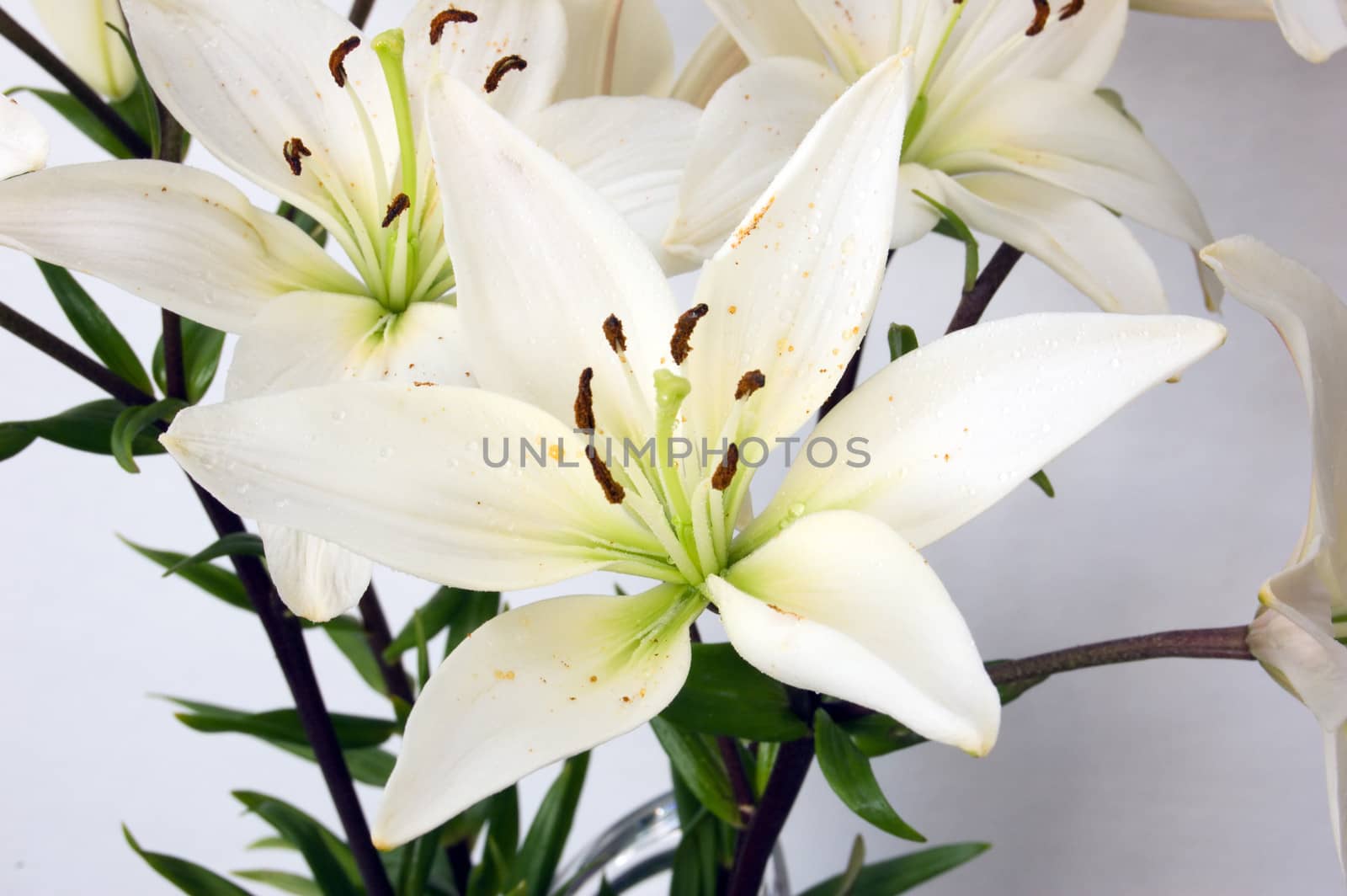 Lily flowers against whint background