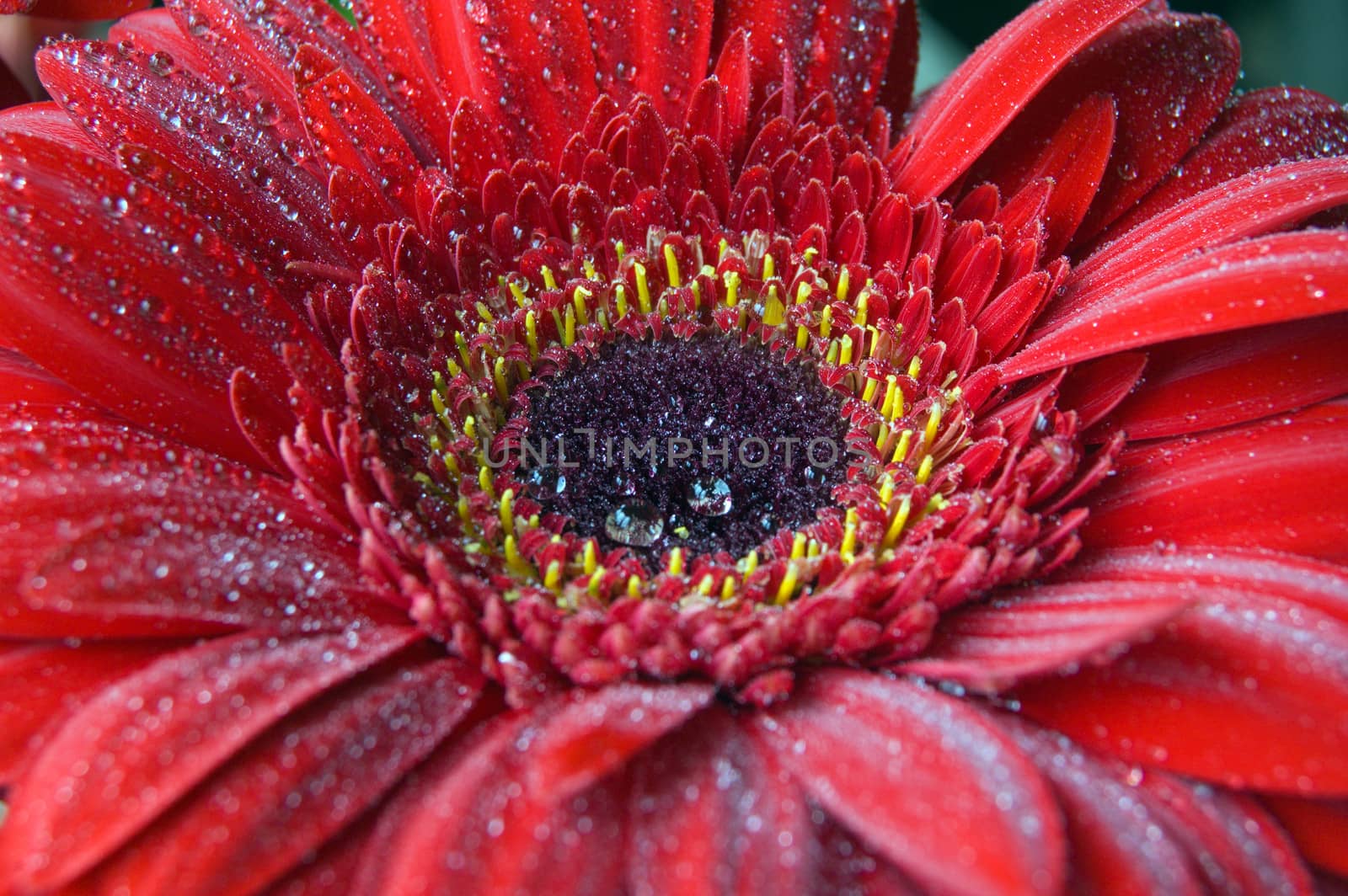 macro shot of orange gerbera flower petals with dew 