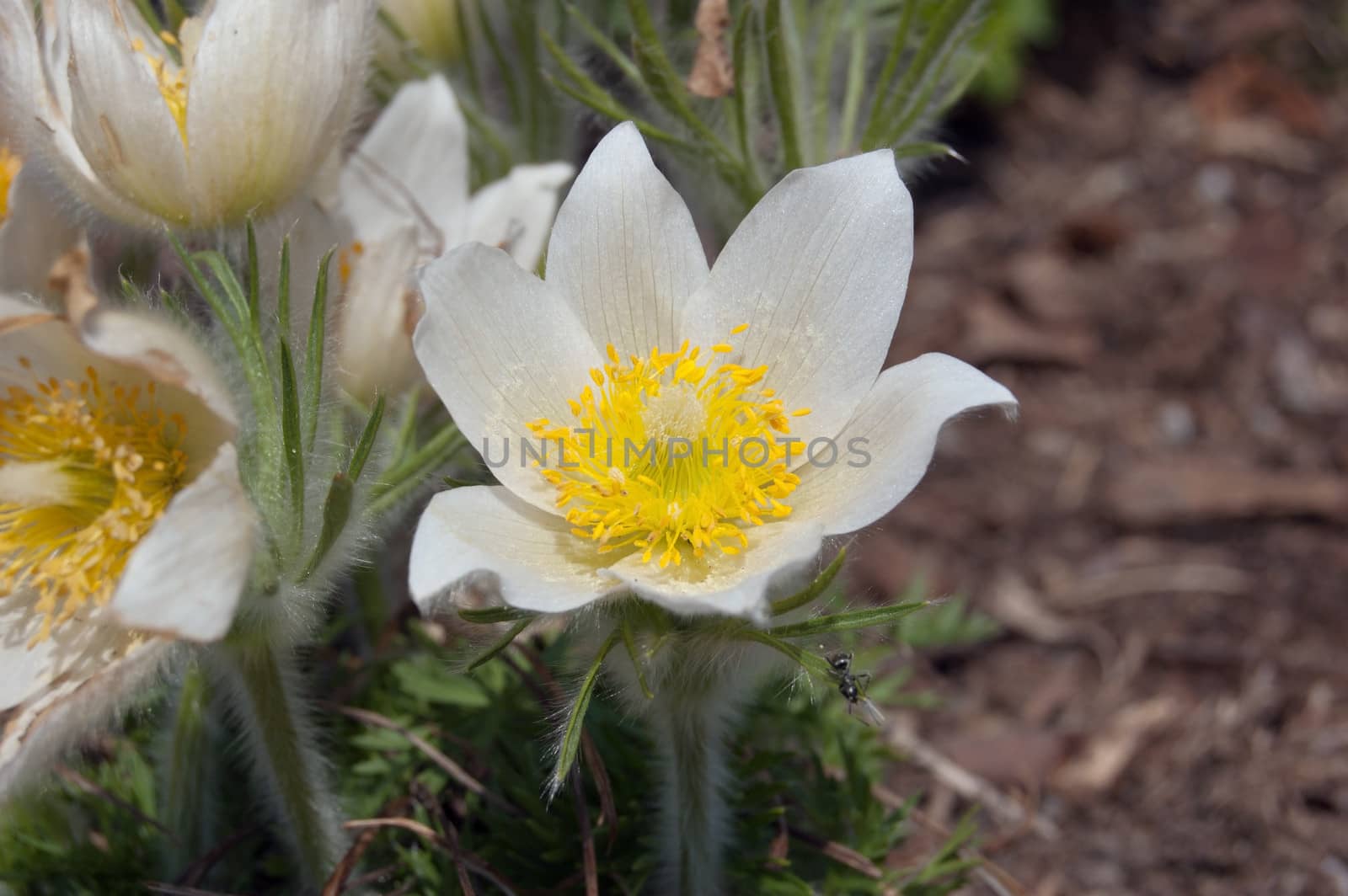 Pulsatilla patens flover on blur soil background