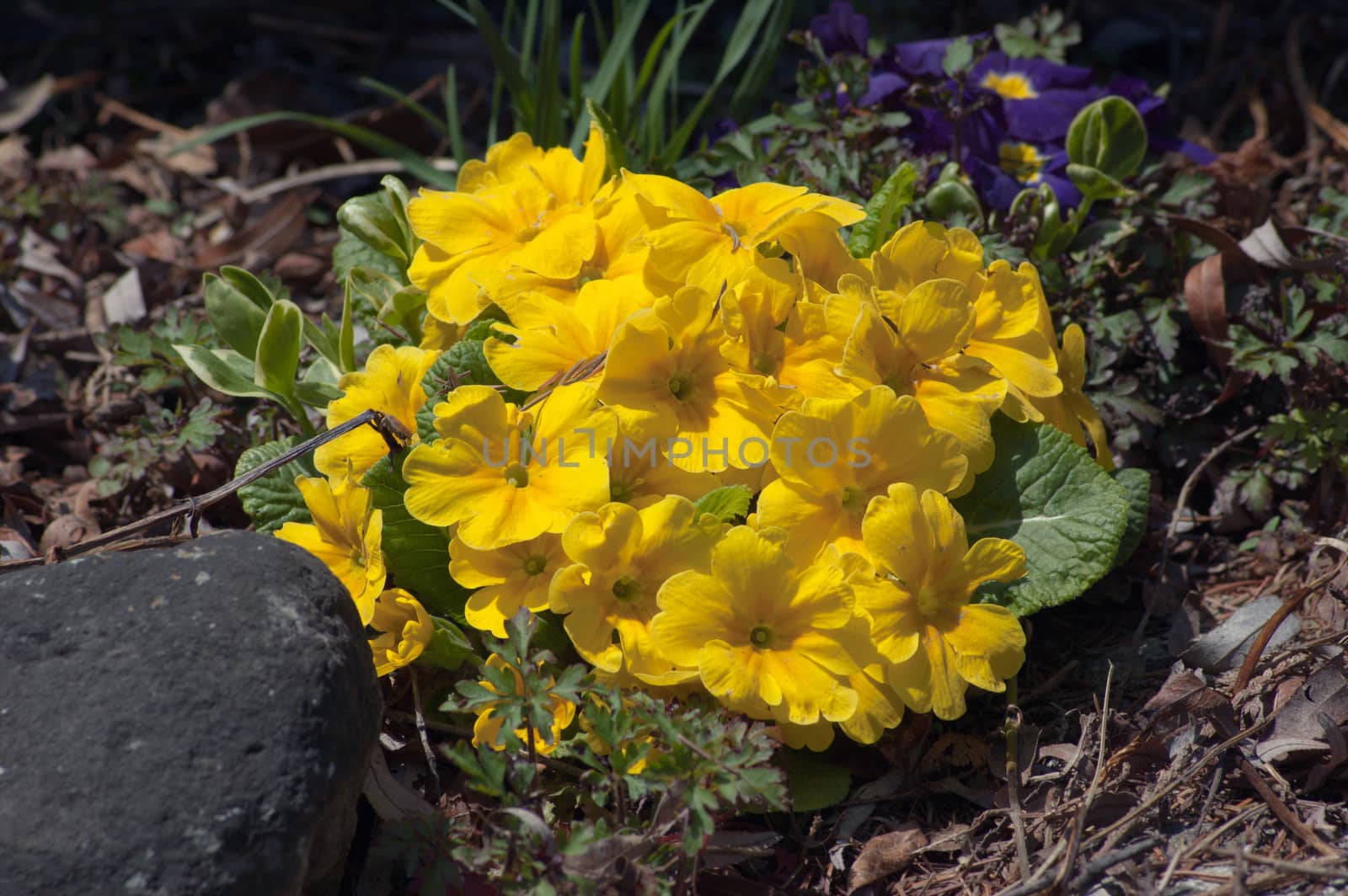 Yellow and violet primula flowers on green background