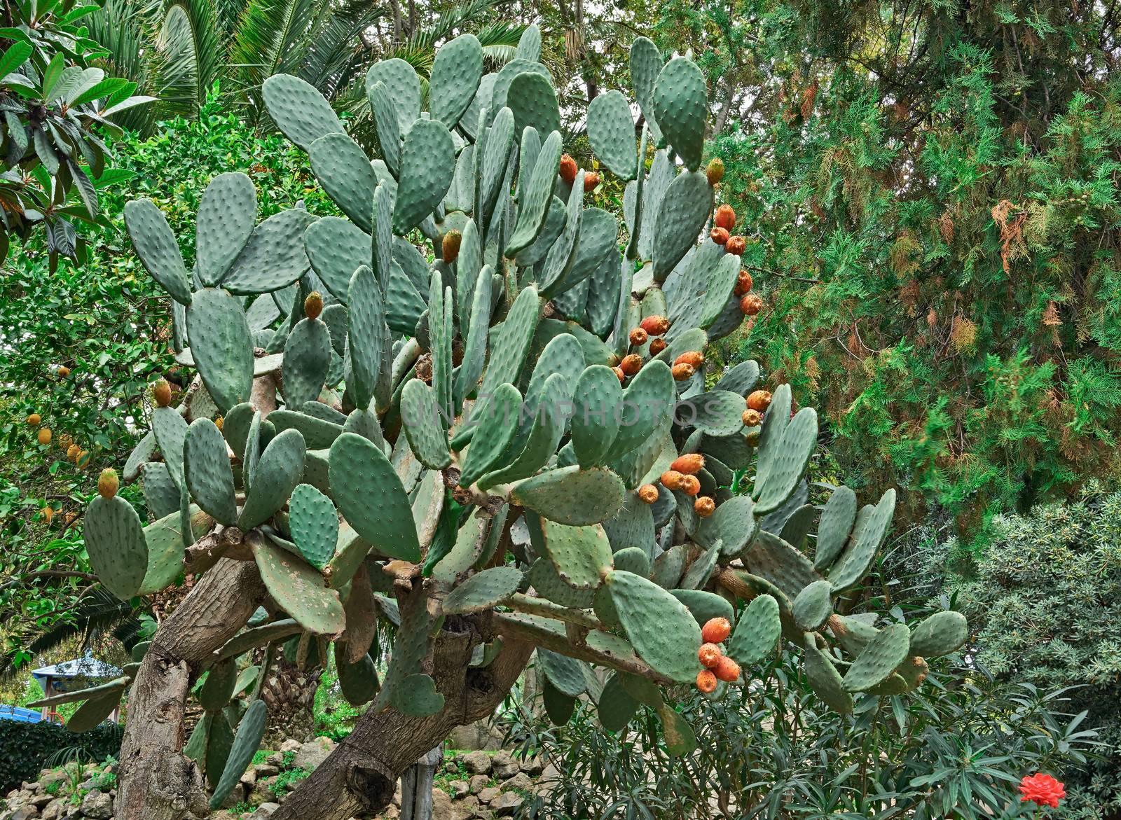 Prickly pear cactus, Opuntia, with fruit. The fruit, known as tuna, are used for food.