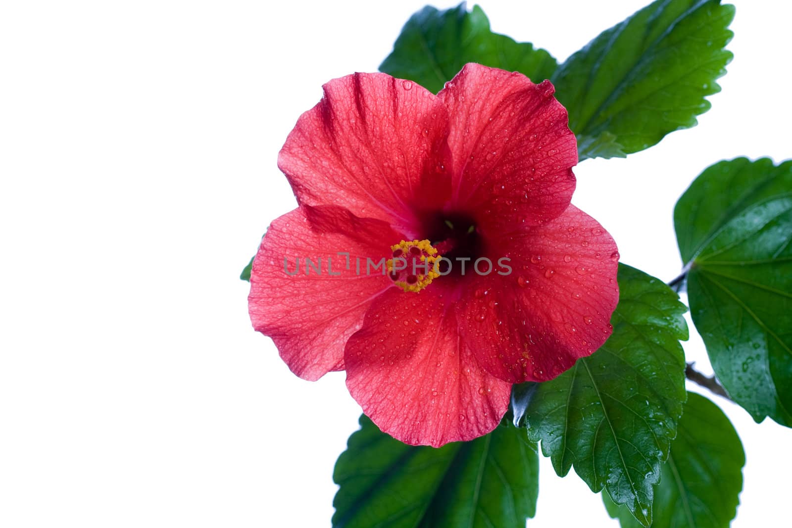 Macro of China Rose flower on white background