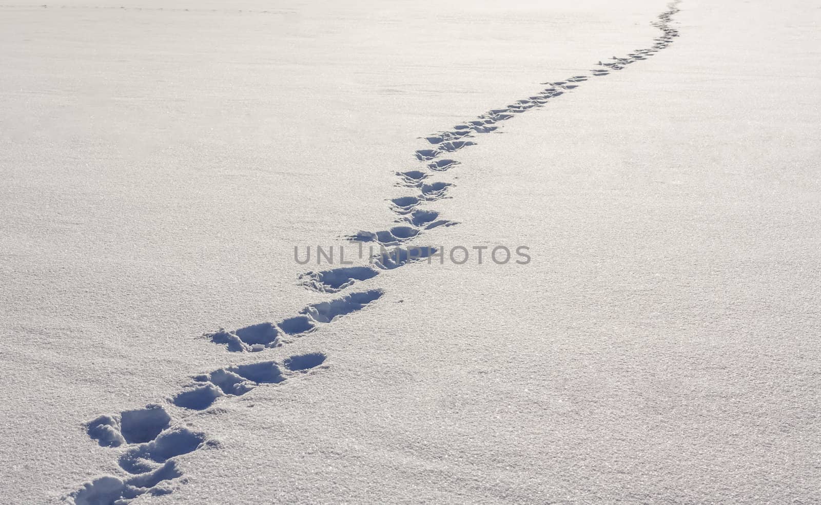 Footsteps On The Snow by ryhor