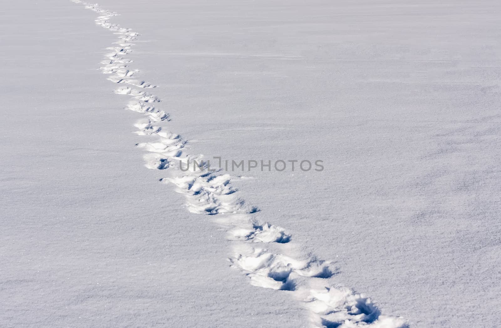Human Footprints In Deep Snow On Sunny Day