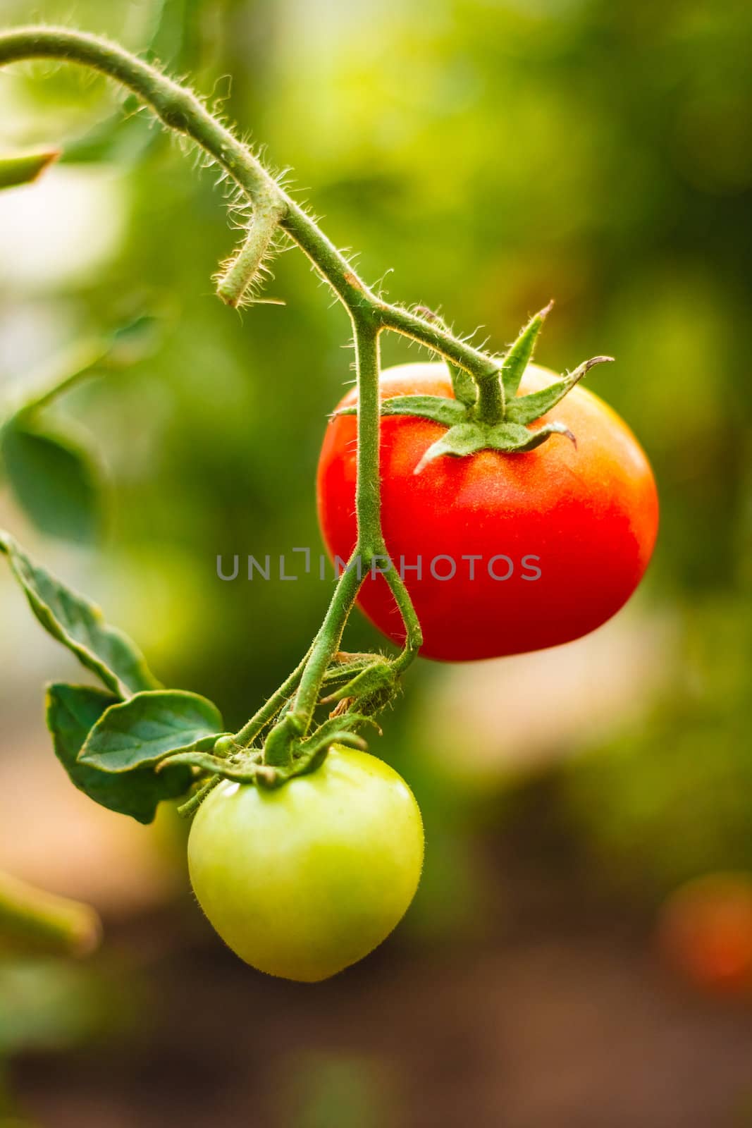 Fresh red and green tomatoes by ryhor