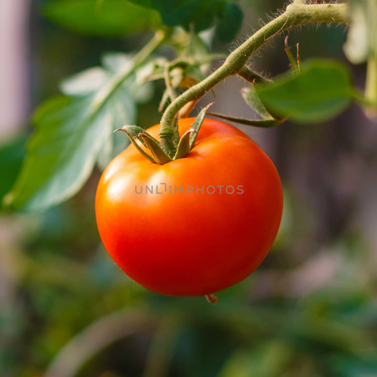 Fresh red tomato by ryhor
