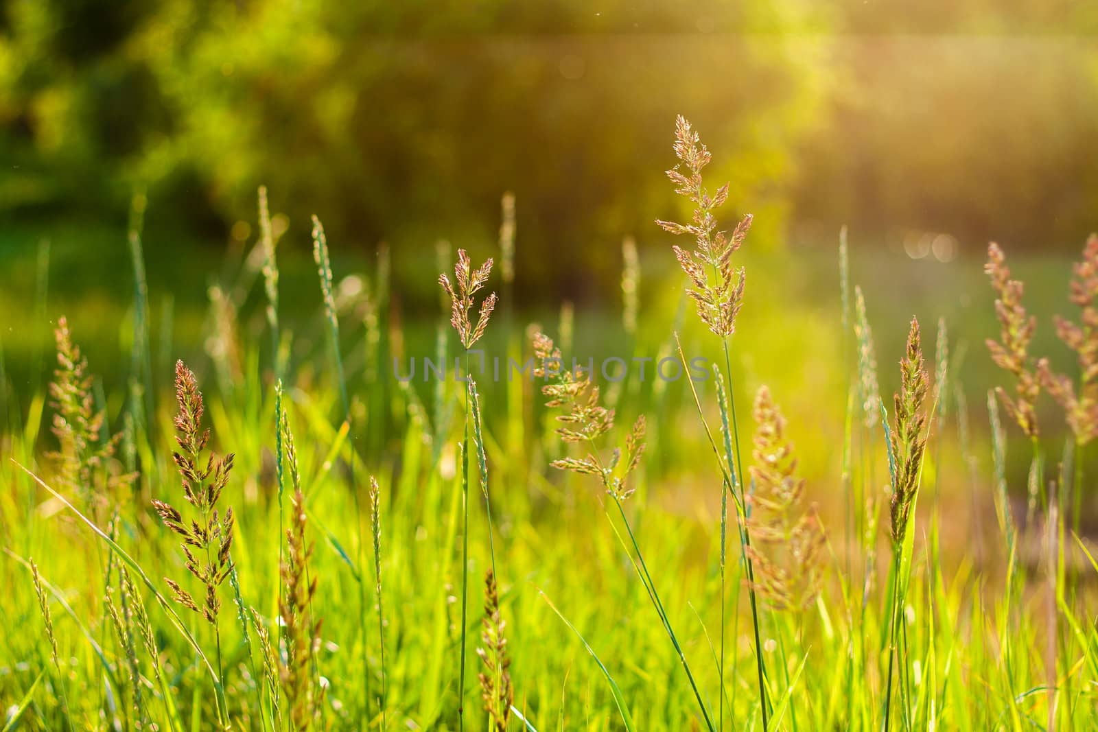 Green Summer Grass In Sunlight