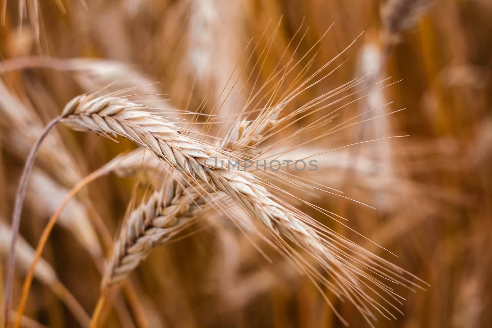 A Barley Field With Shining Golden Barley Ears In Late Summer